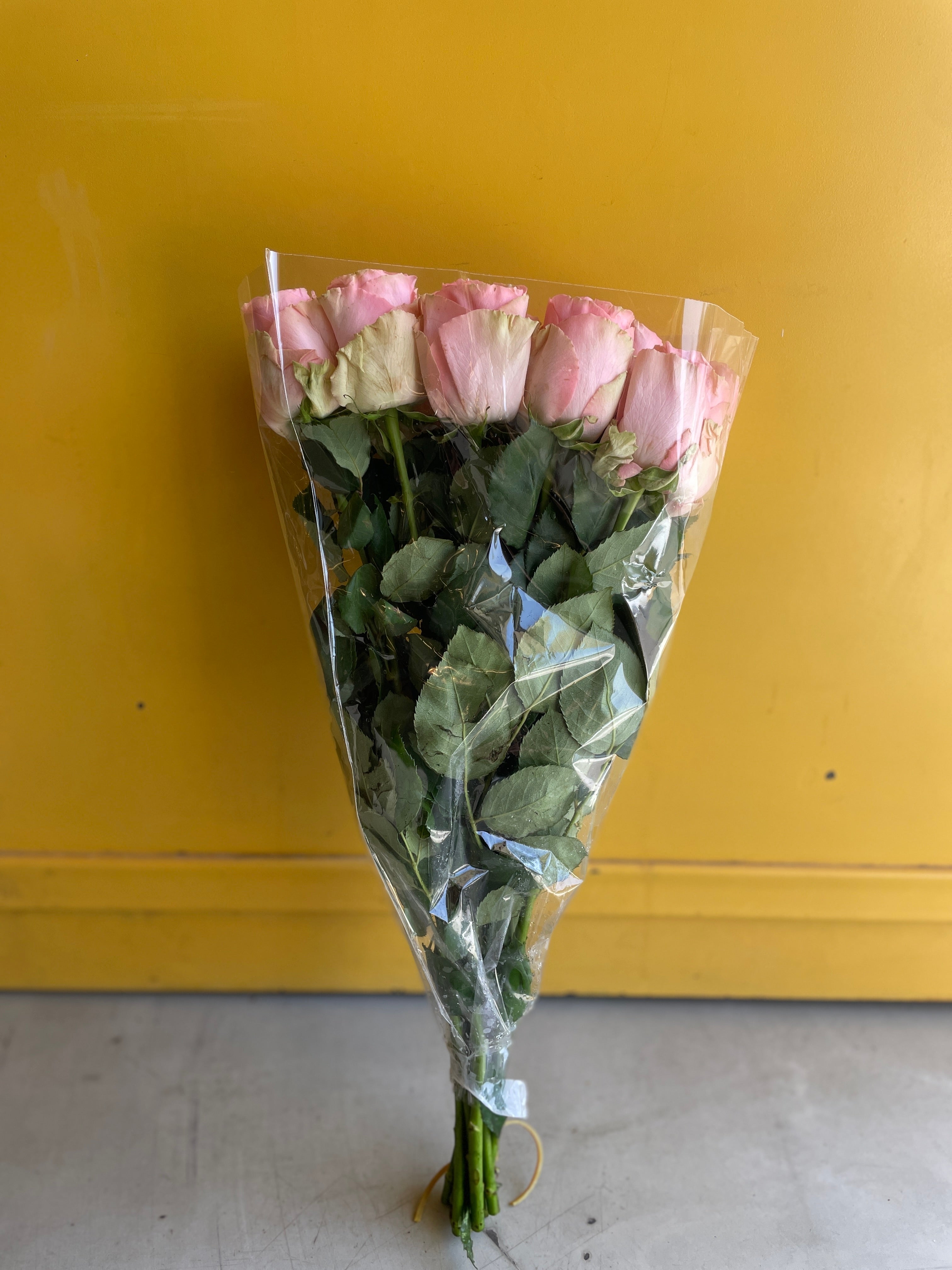 Rose Sophia