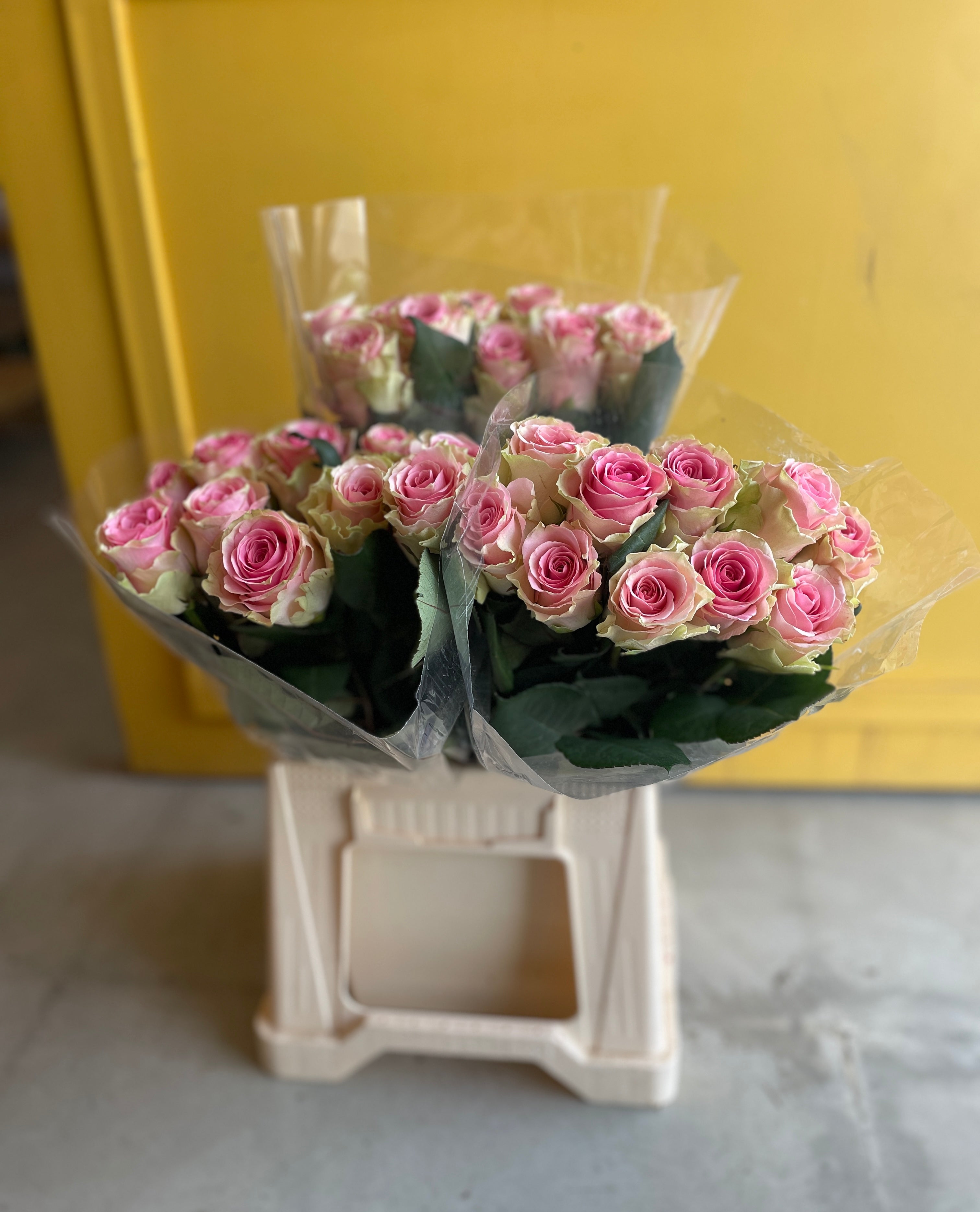 Spray Rose Velaux