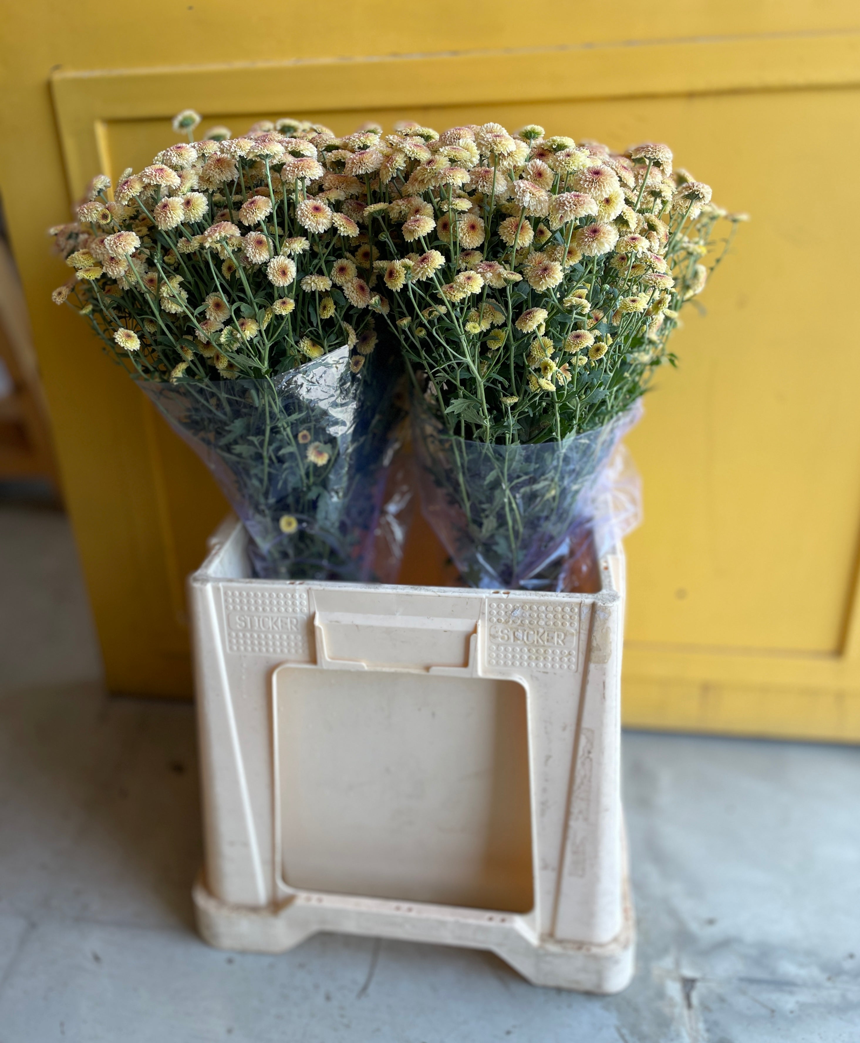 Chrysanthemum Calimero light Eg كرسانثيوم