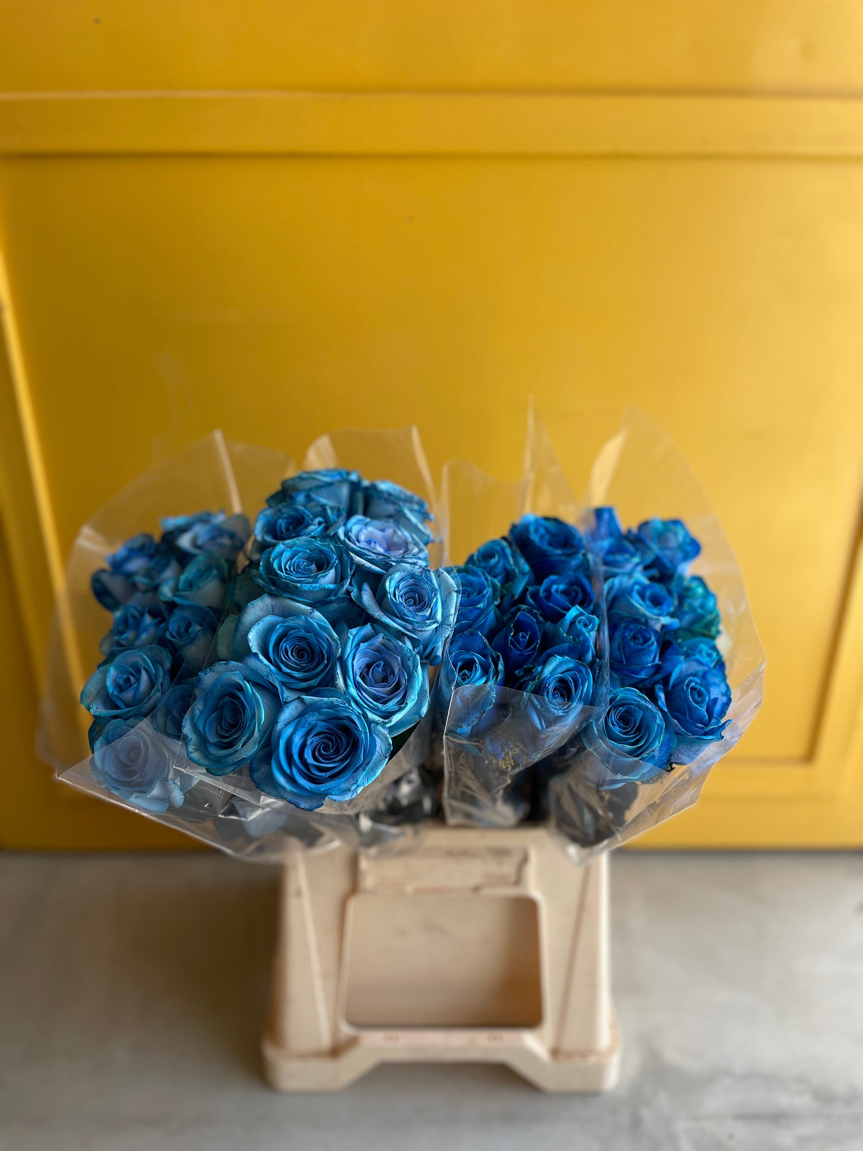 Rose Snowstorm Blue روز