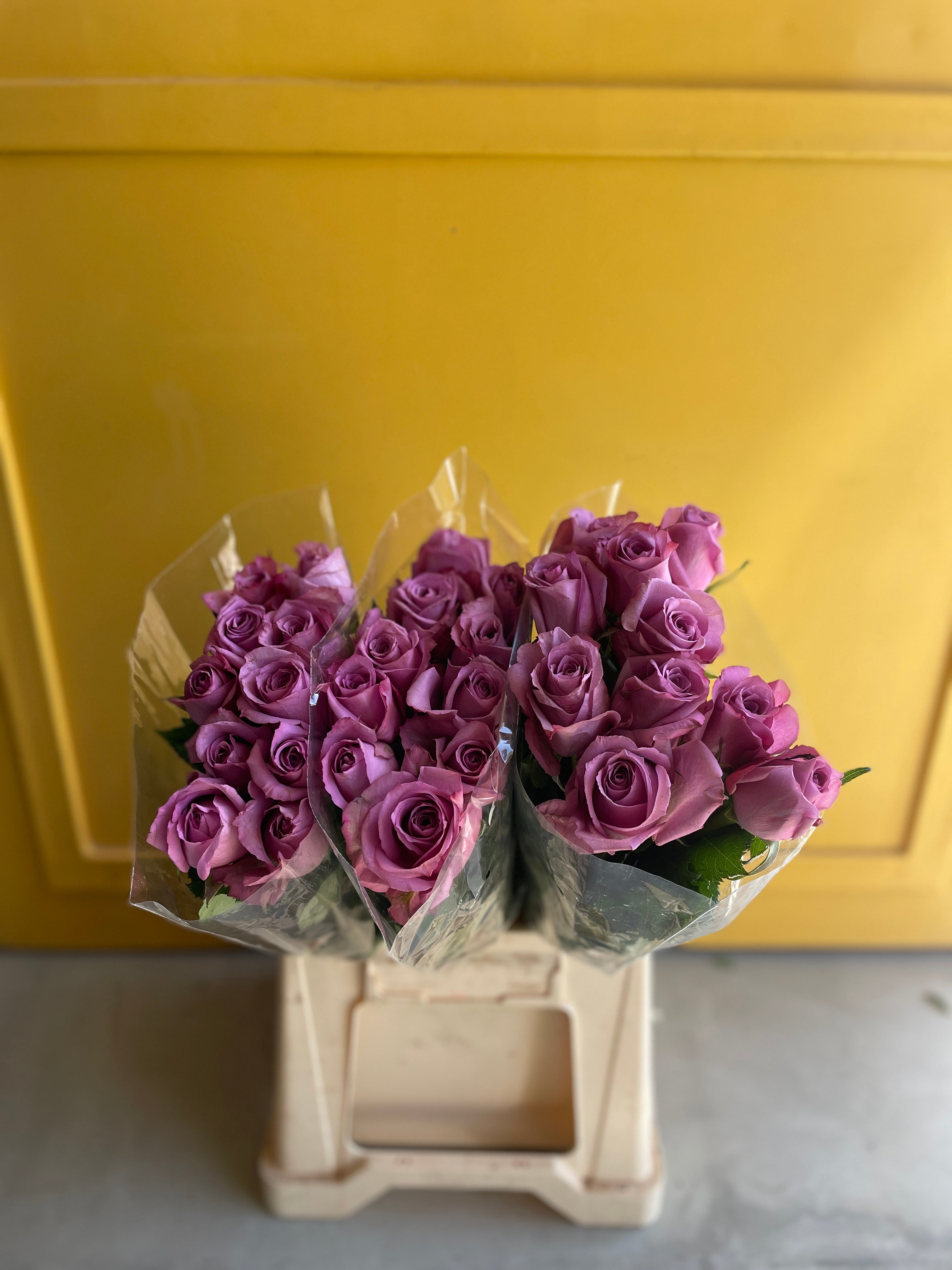 Rose New Orleans روز