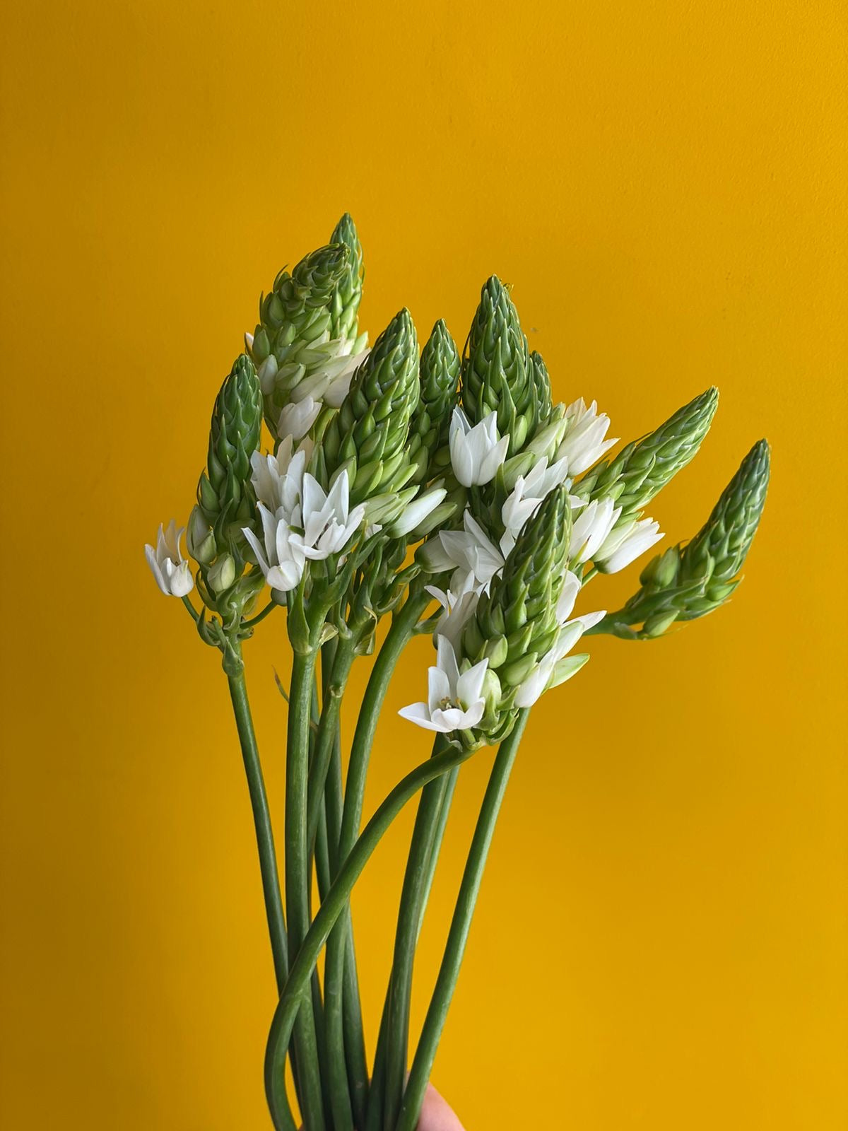 Ornithogalum اورثاجانوم