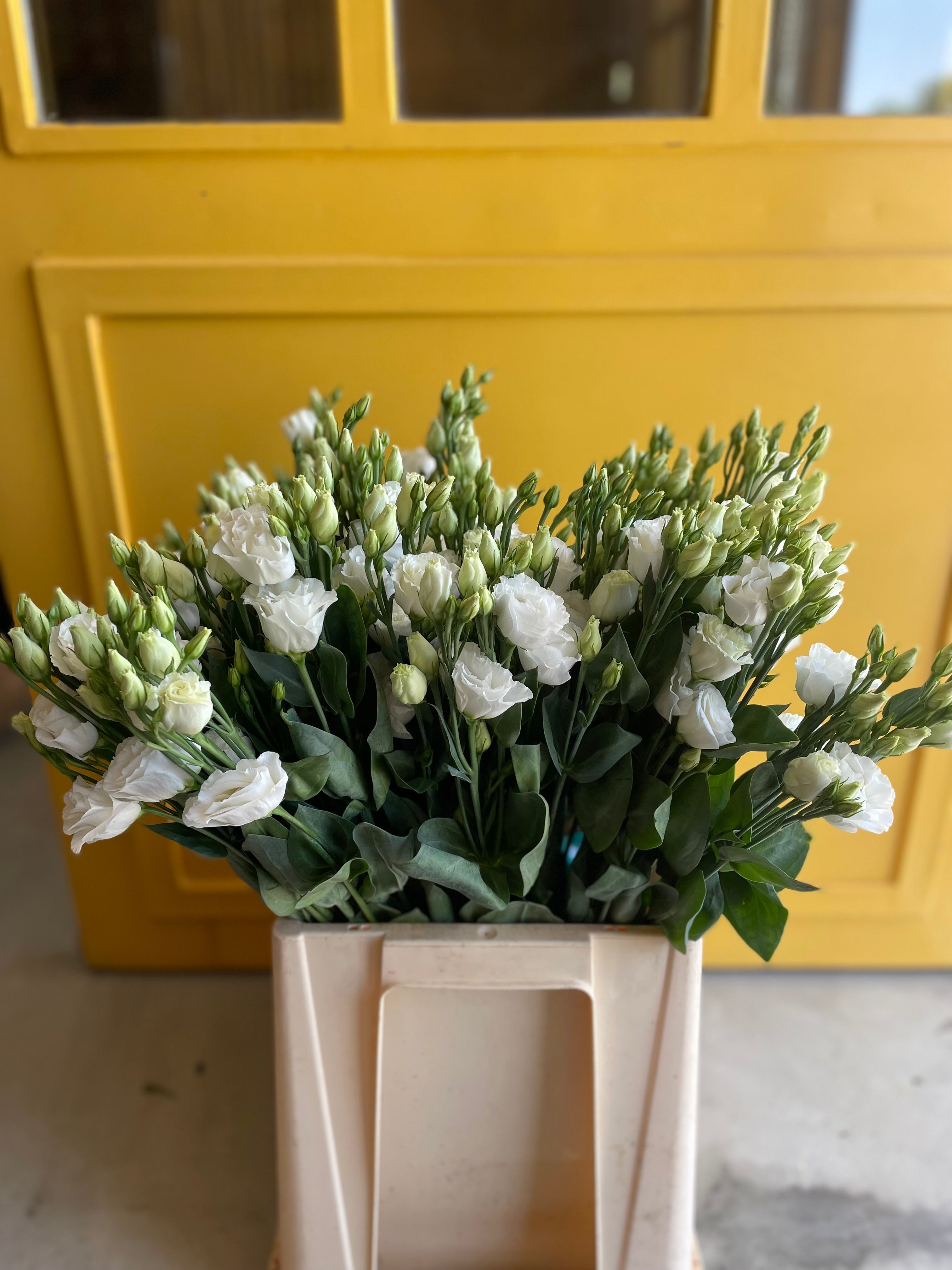 Lisianthus White Holland لسيانتوس