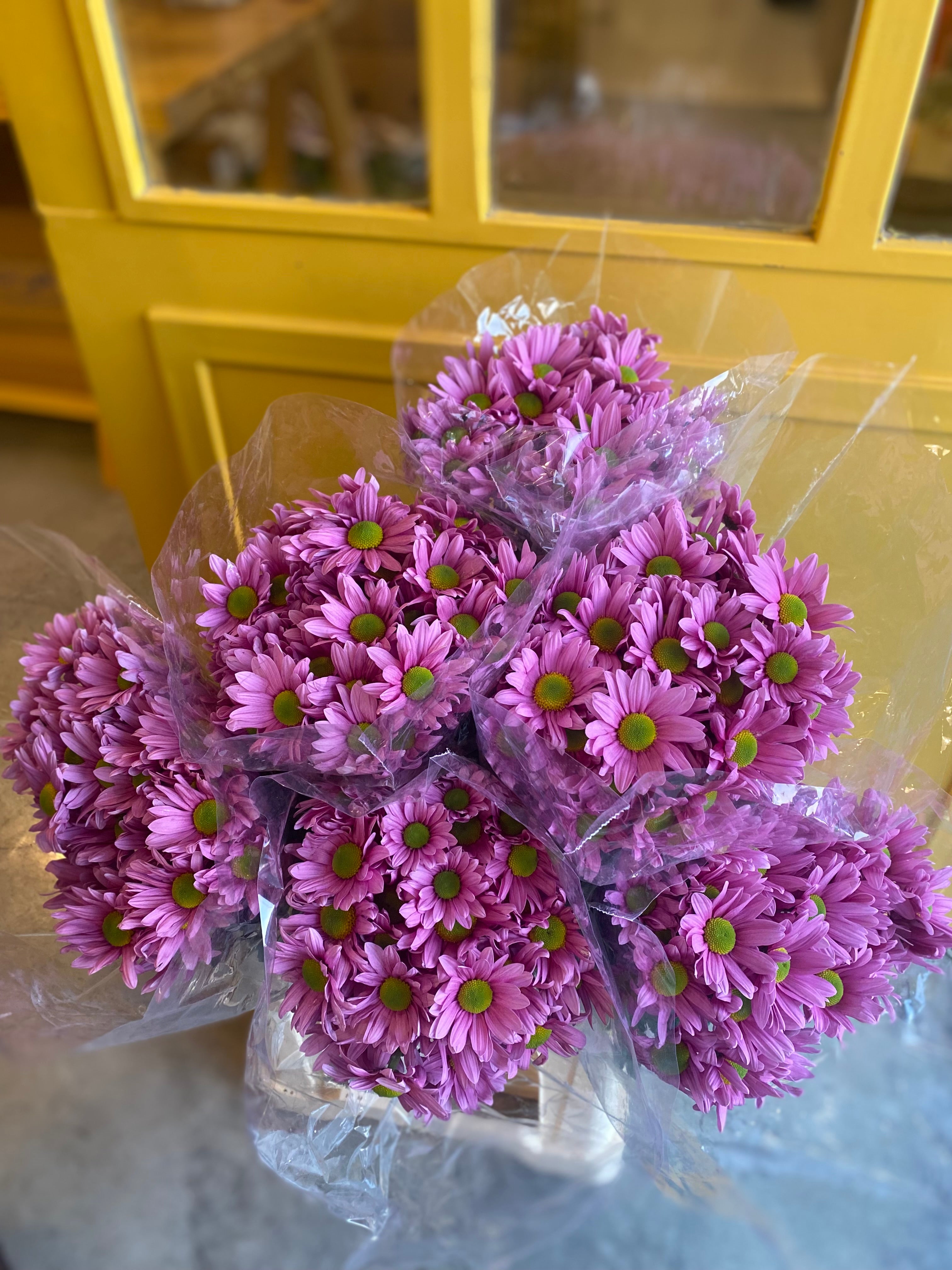 Chrysanthemum Pink Green EG Chrysanthemum