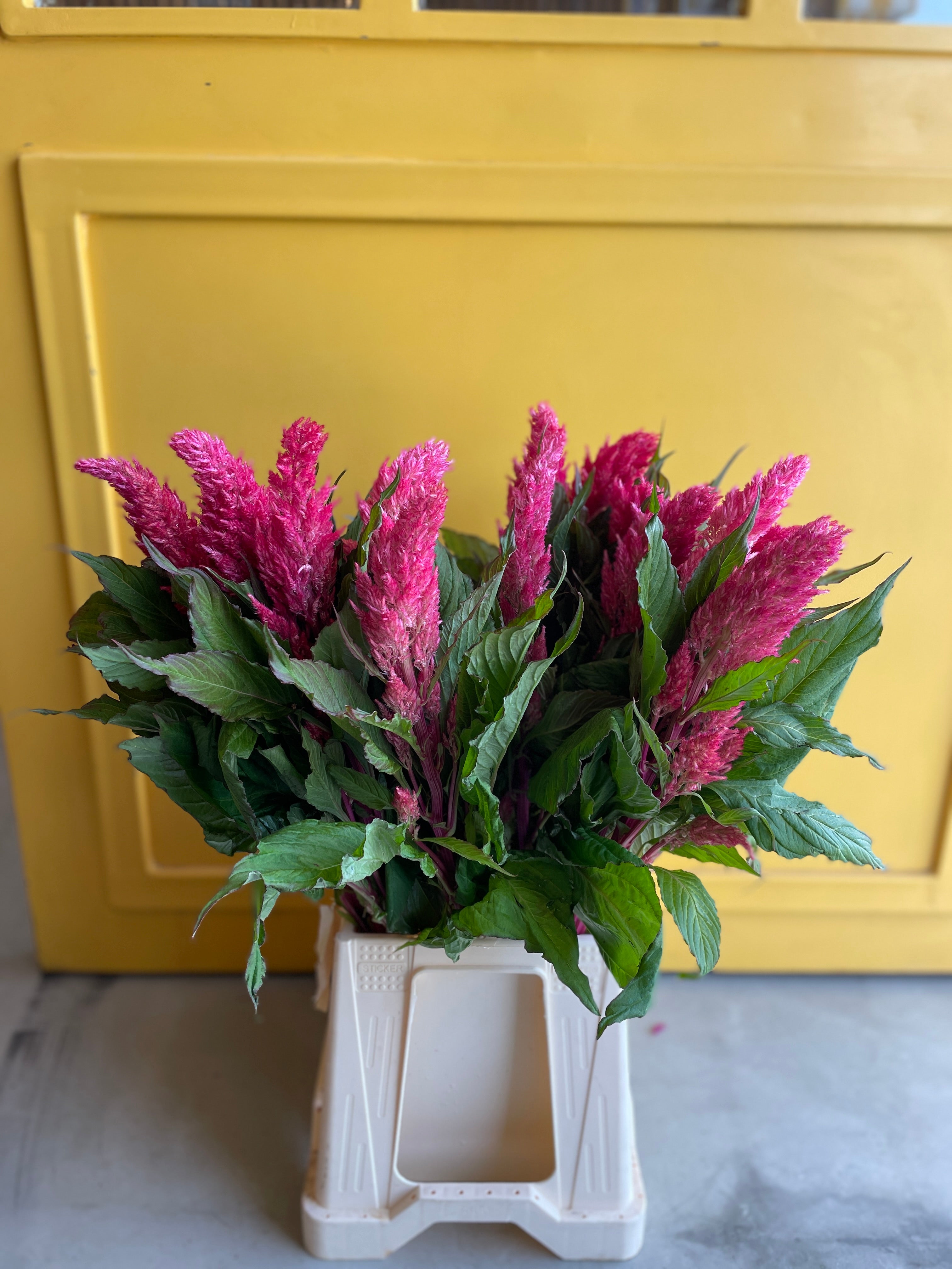 CELOSIA FEATHER CENTURY PINK CELOSIA