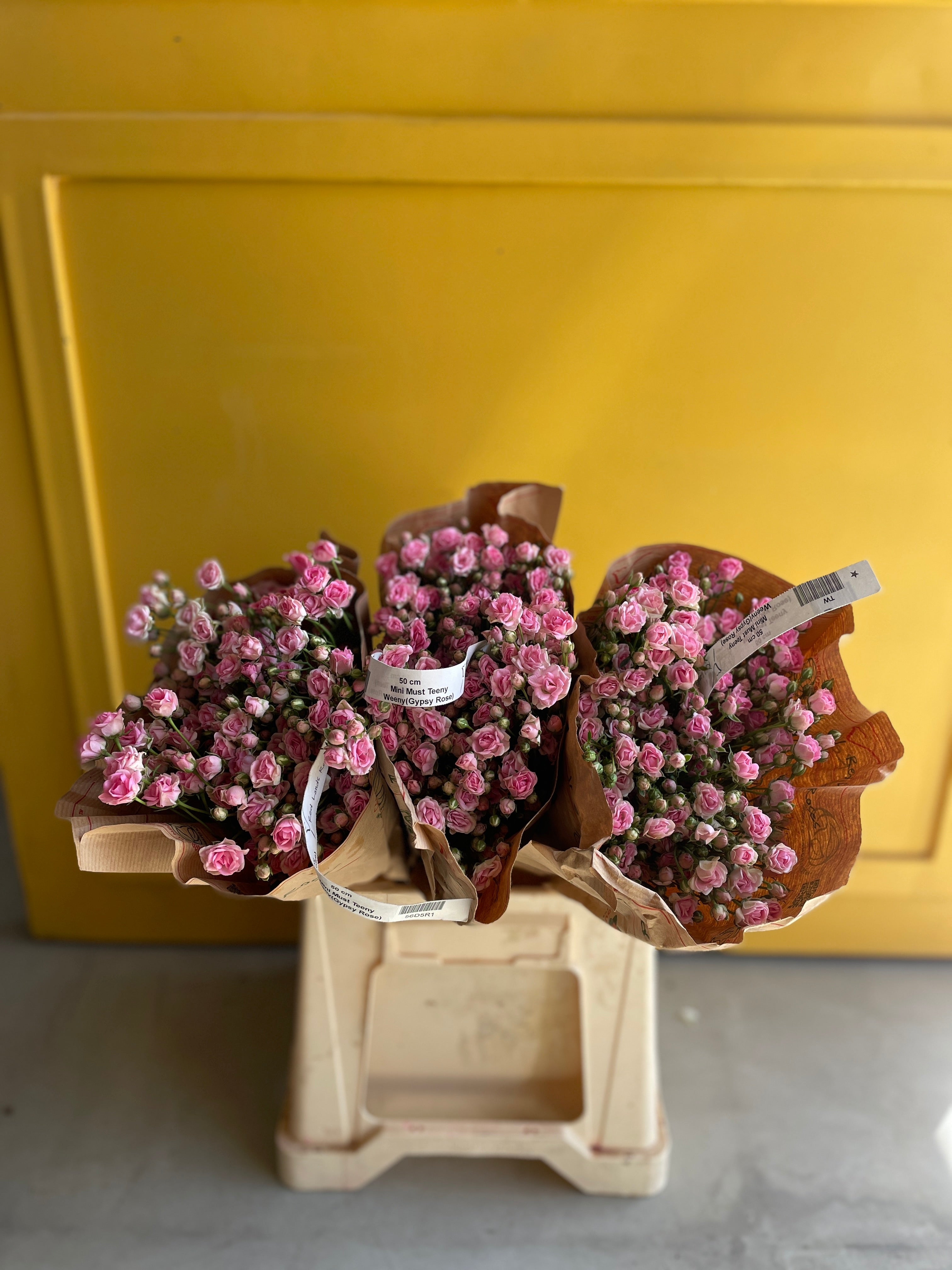 Gypsy Rose Pink جيبسو روز