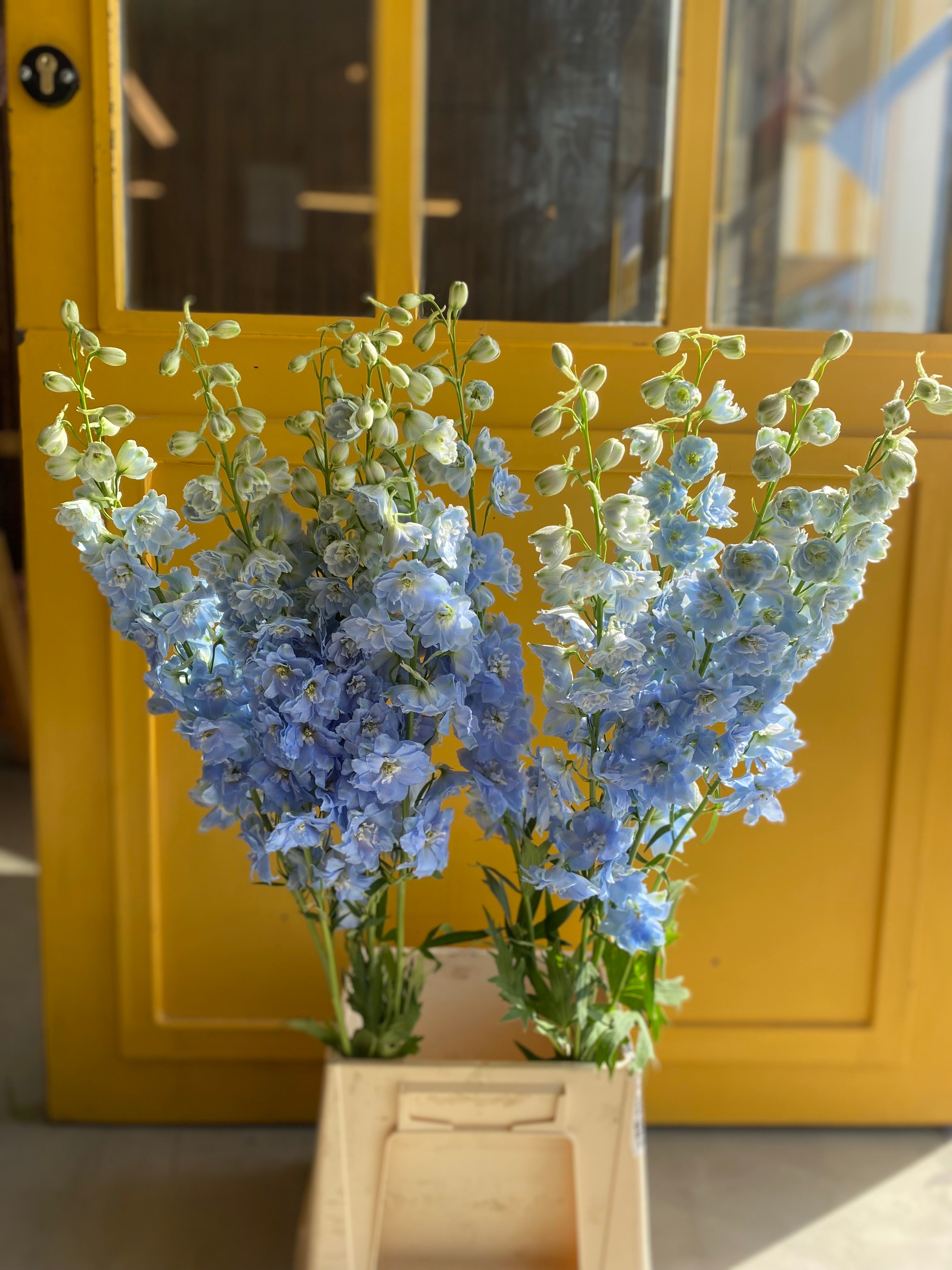 Delphinium Boy KE Delphinium