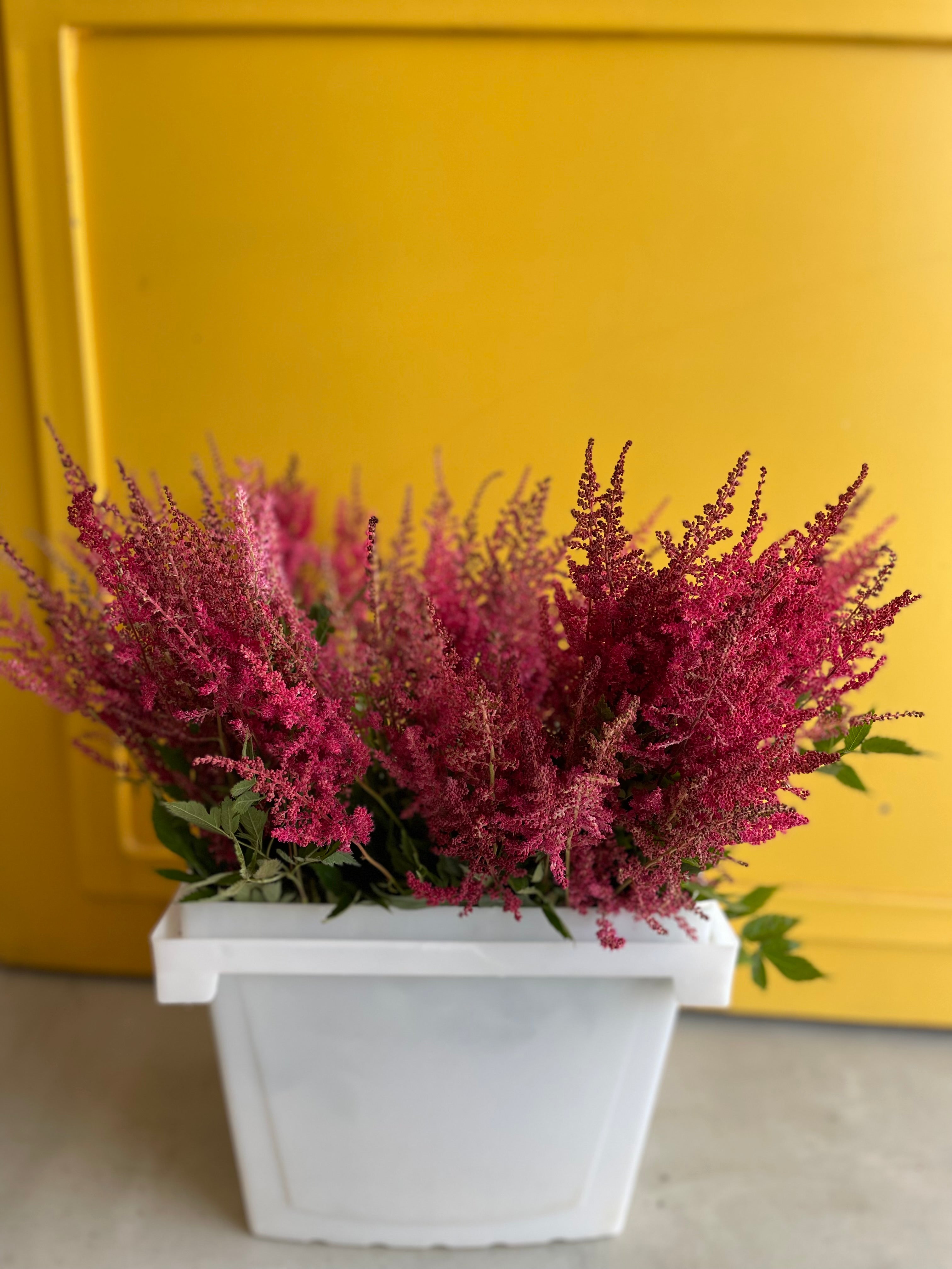 ASTILBE ELSE SCHLUC 45cm Red استلبي