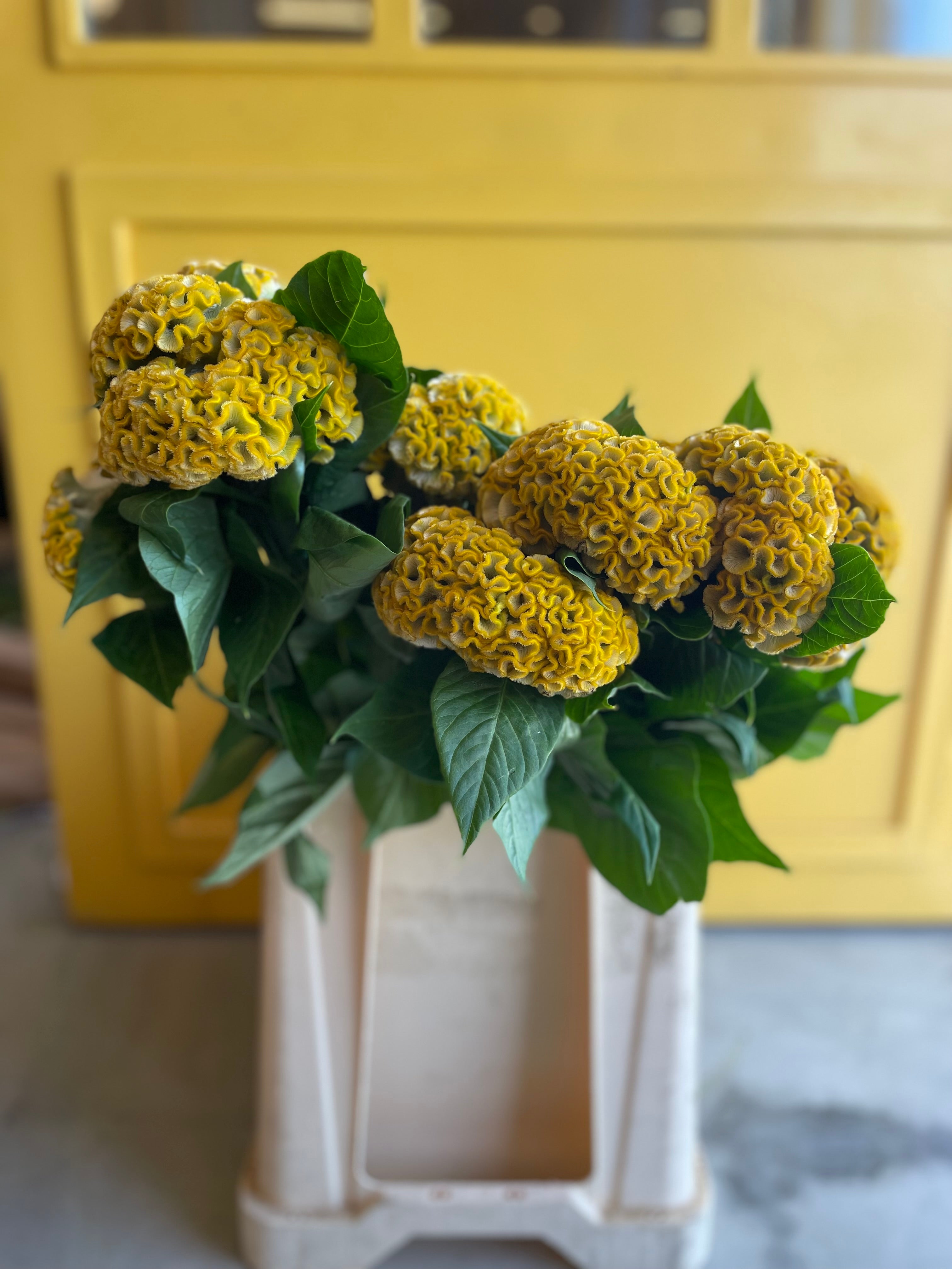 Celosia Yellow