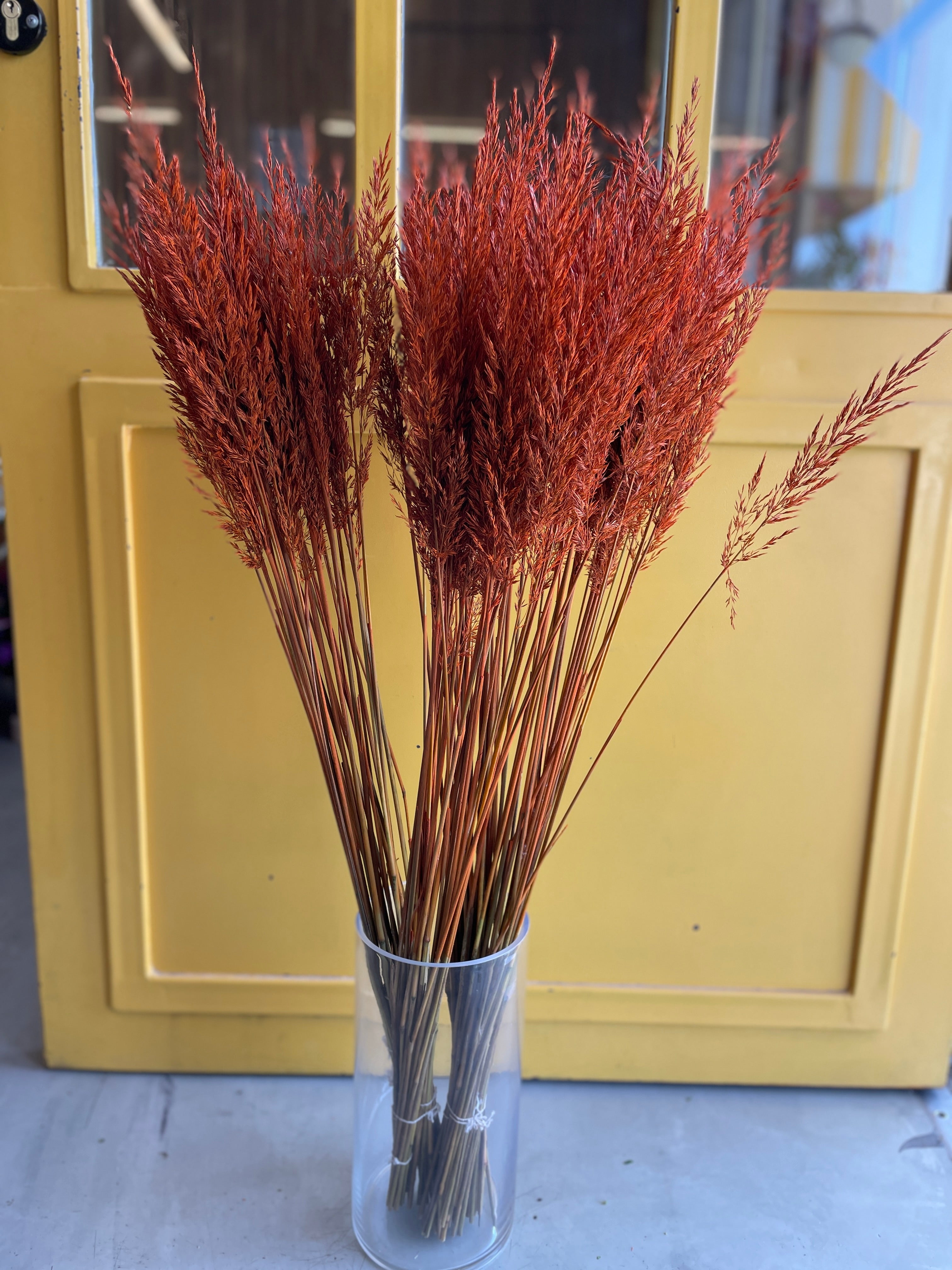 CALAMAGROSTIS BRACHY Orange