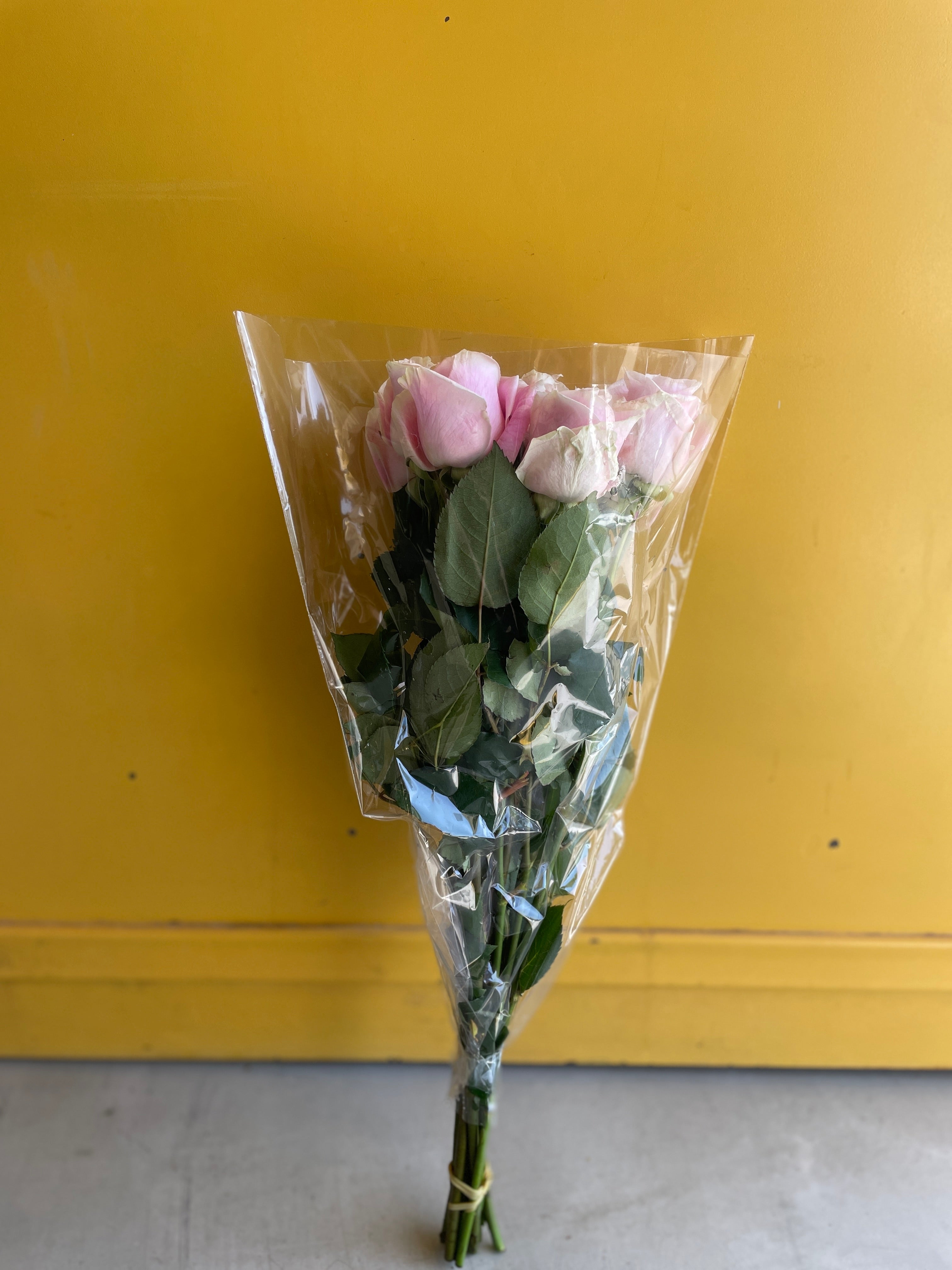 Rose Rosita Vendela روز