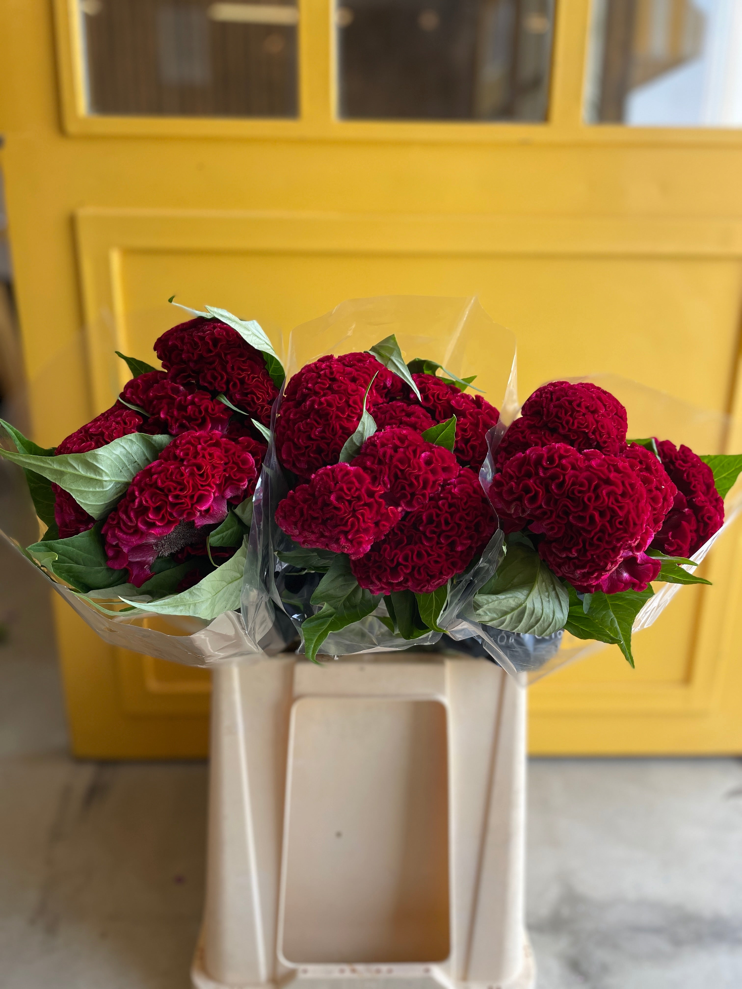 Celosia Red سيلوزيا