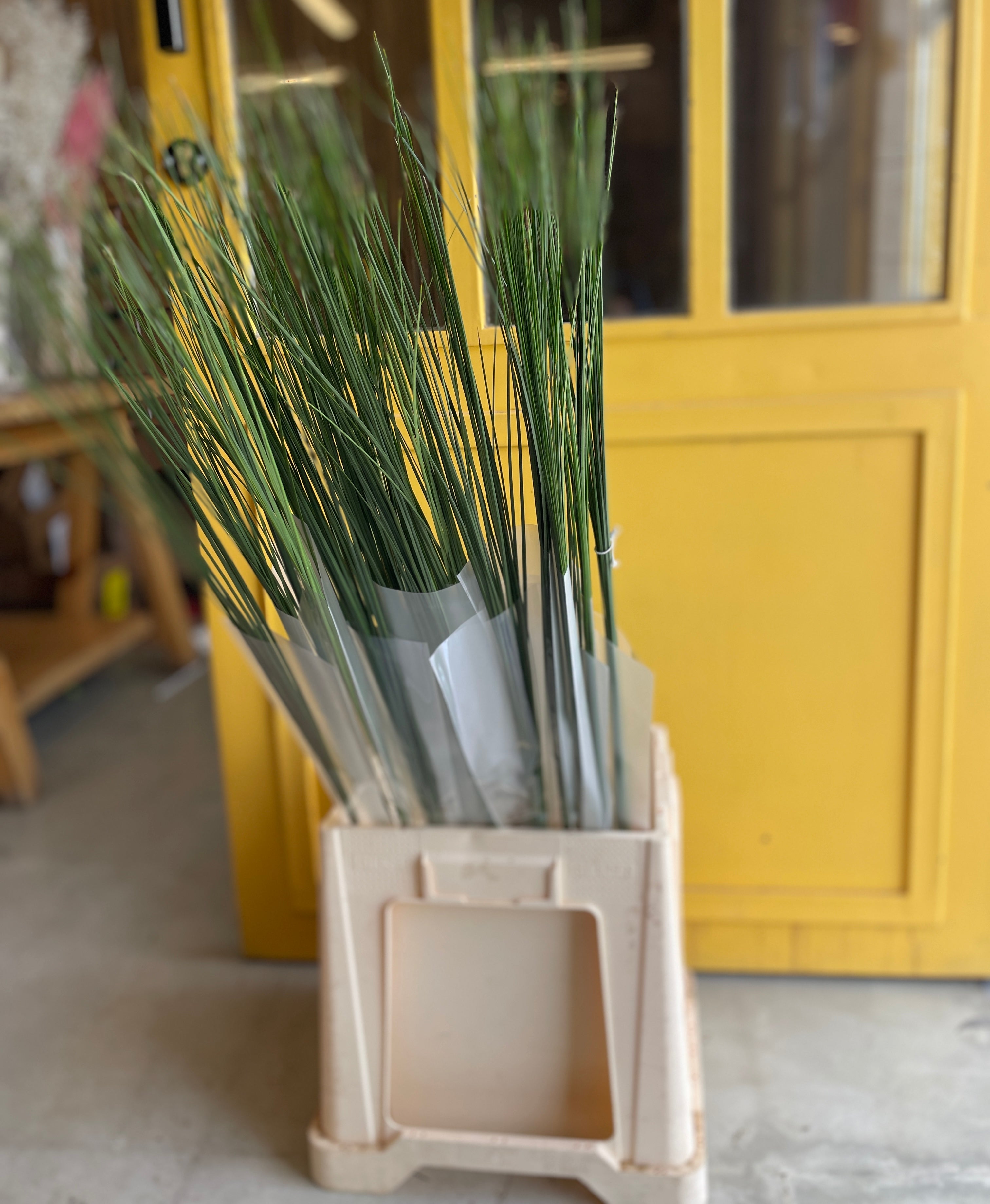 CUTGREENS EQUISETUM