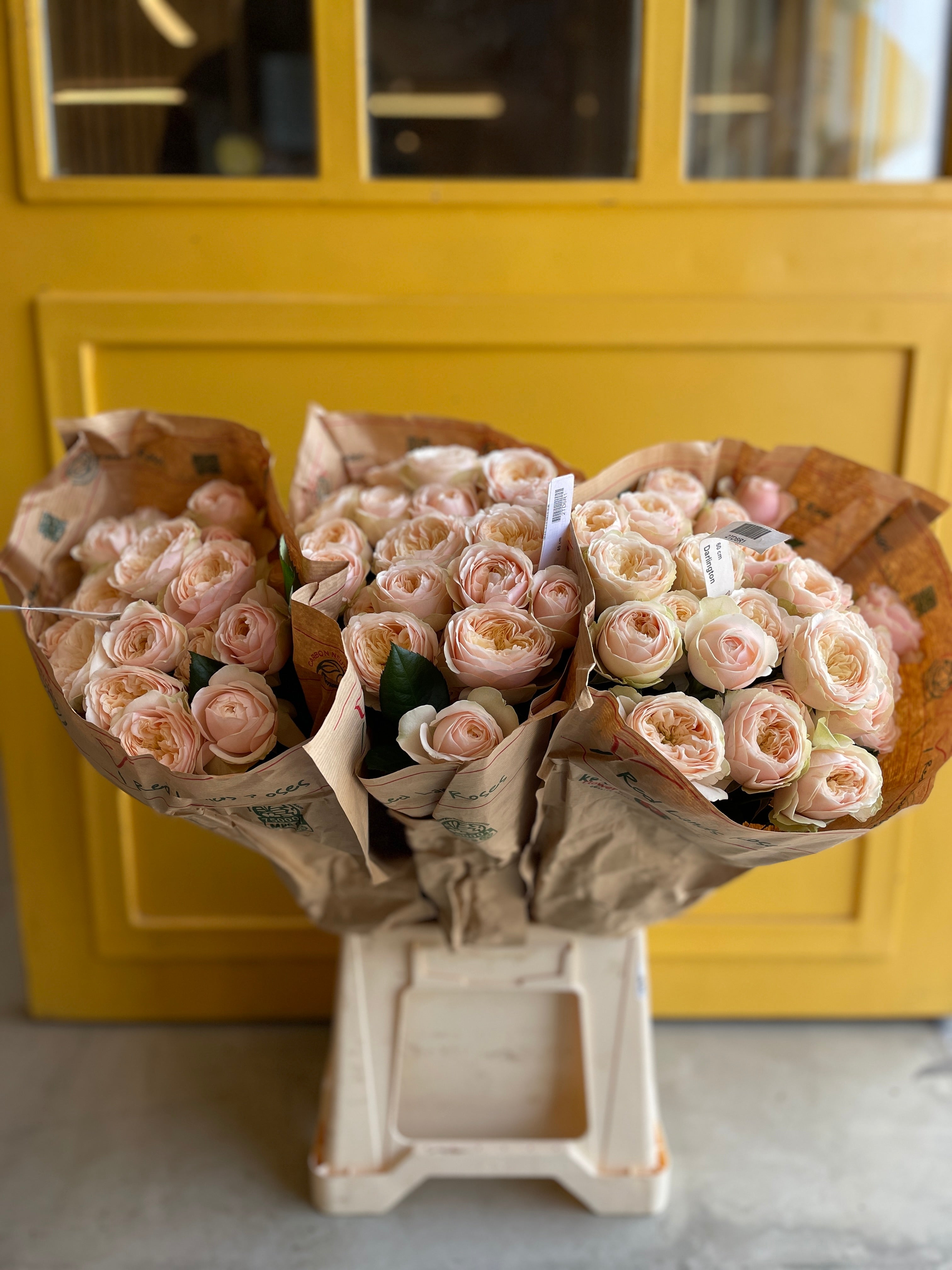 Garden Spray Rose Darlington