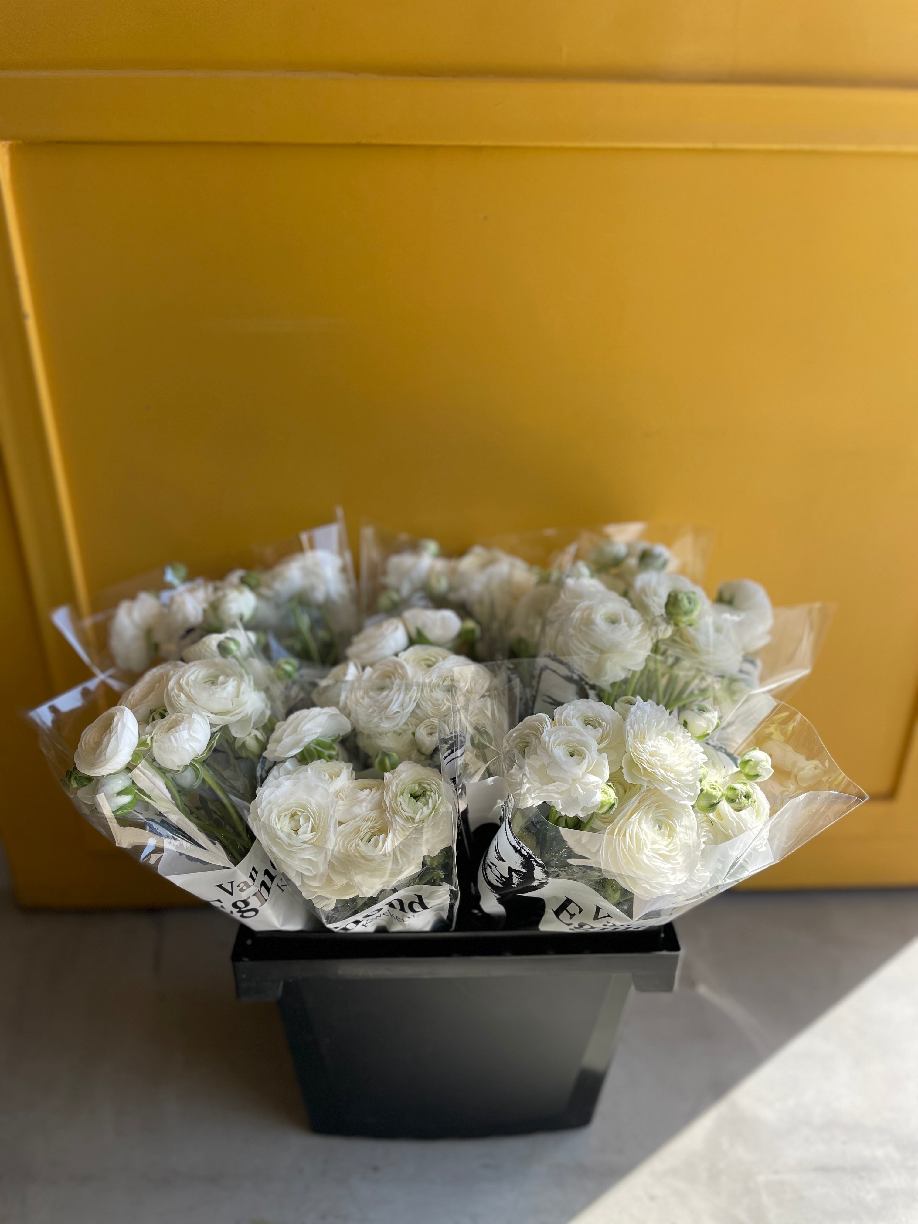 Ranunculus White Hollandريننكلس