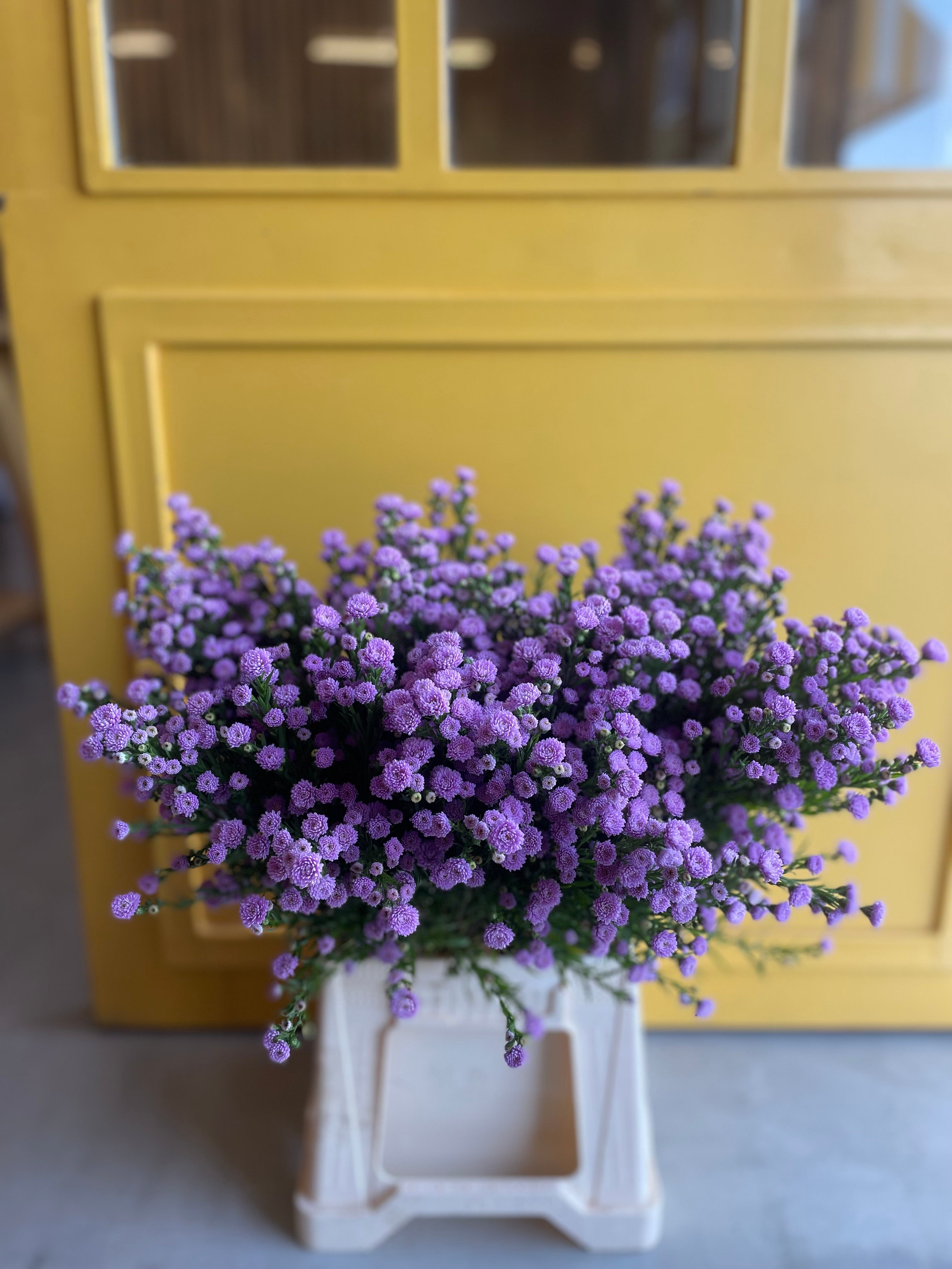 Aster Light Purple KE استر