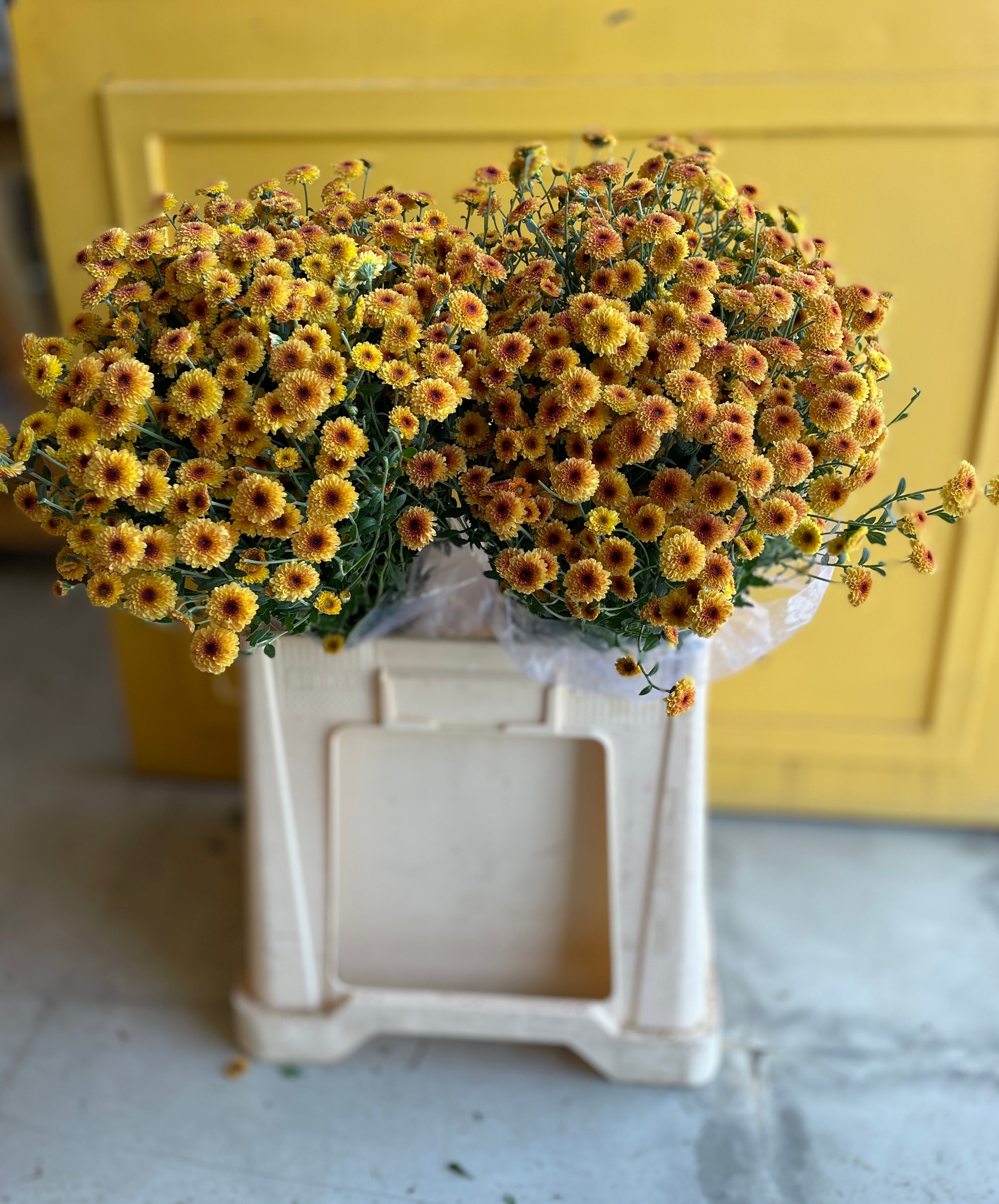 Chrysanthemum Calimero orange Red Eg كرسانثيوم