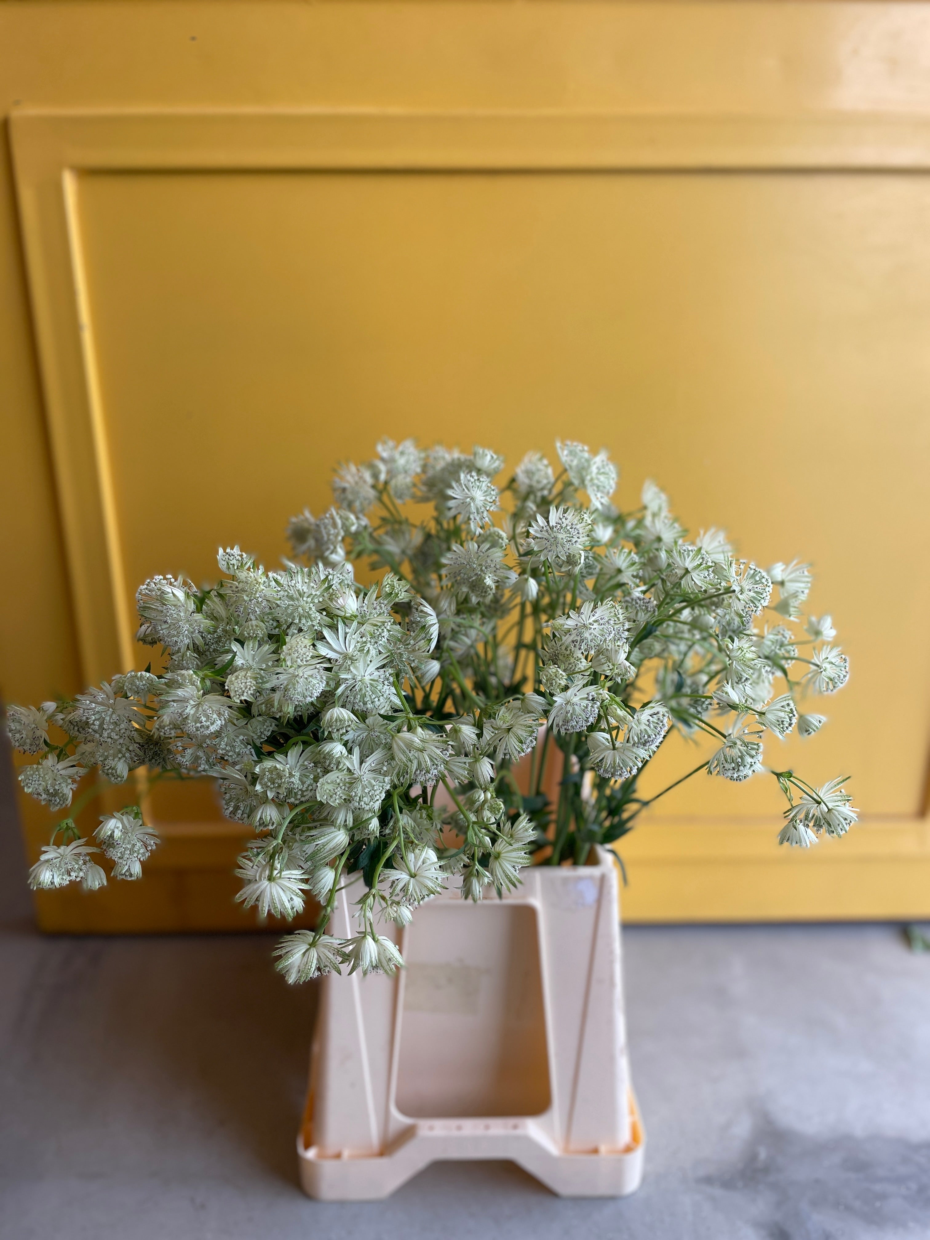 Astrantia White استرنتيا