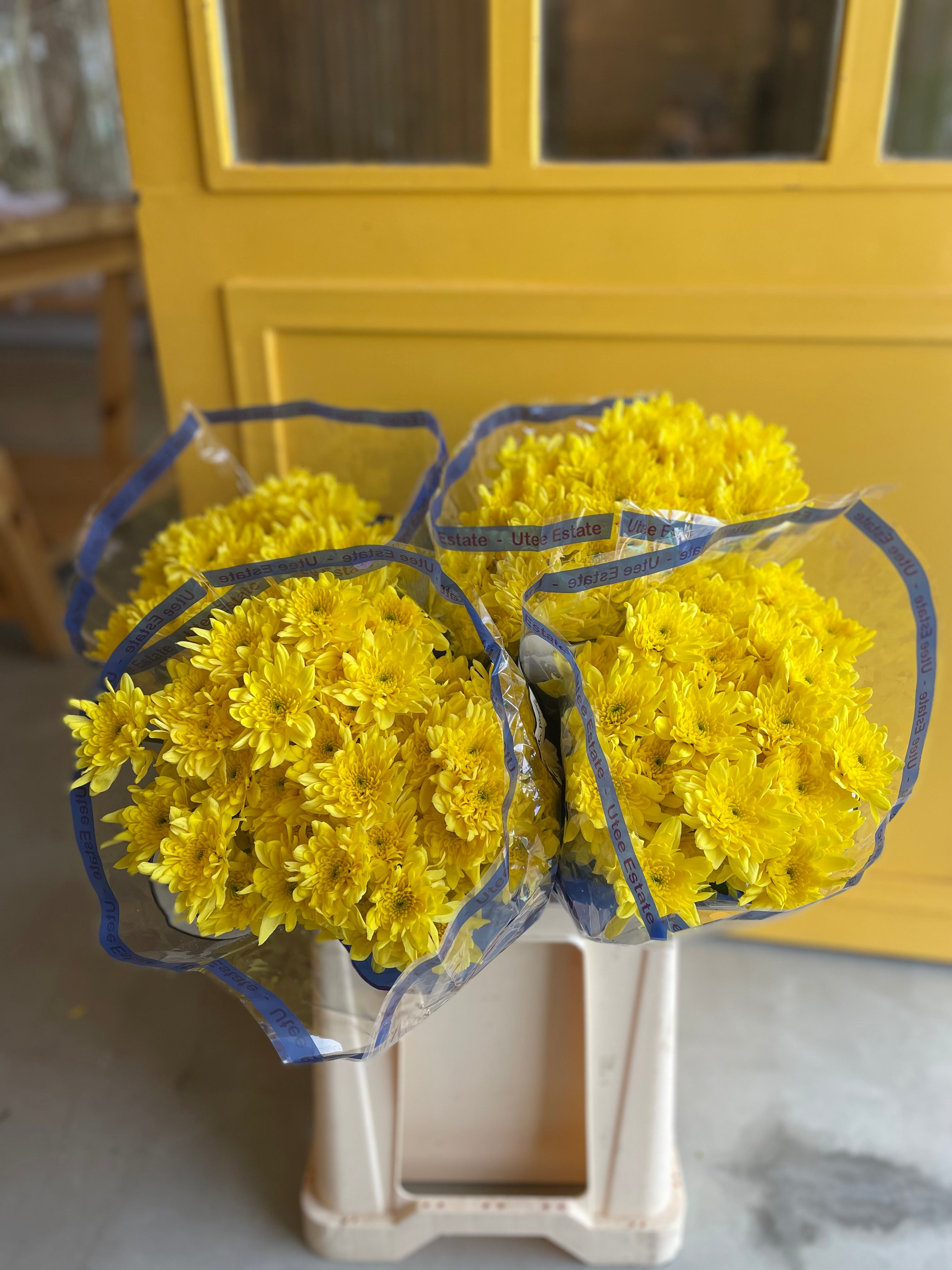 Chrysanthemum Bonita Yellow KE Chrysanthemum