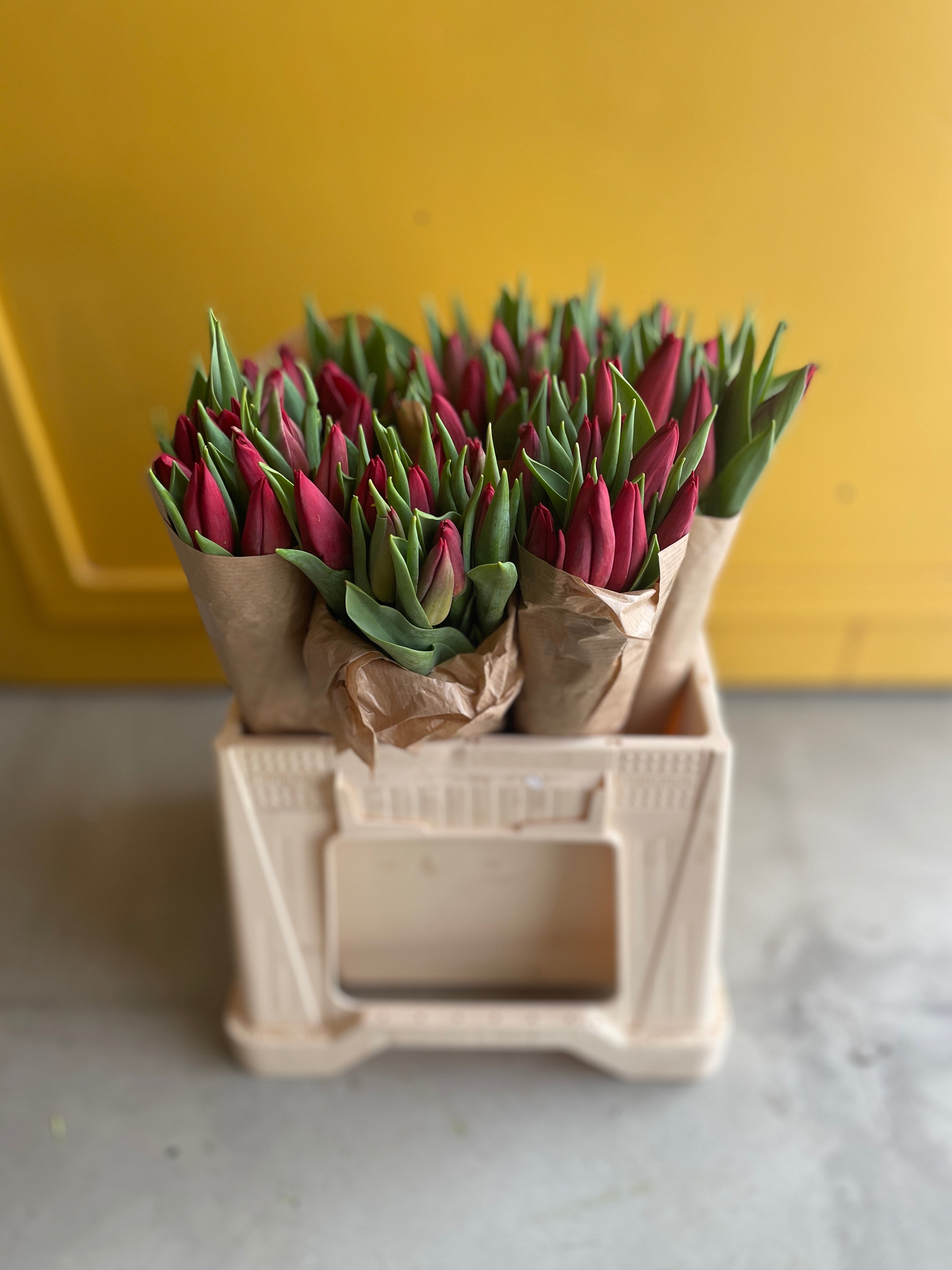 Tulip Strong Love توليب