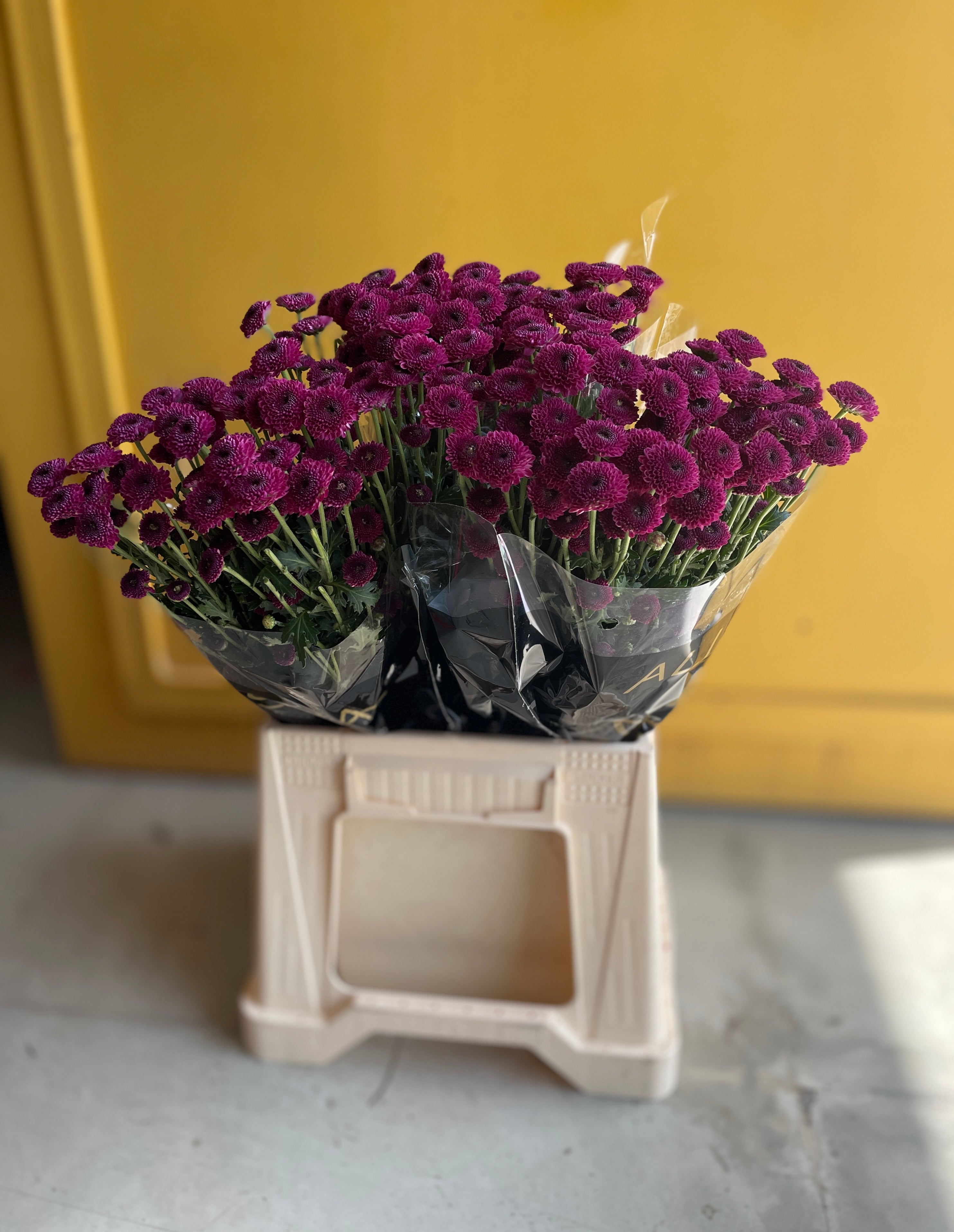 Chrysanthemum Santini Purple  KE كرسانثيمو