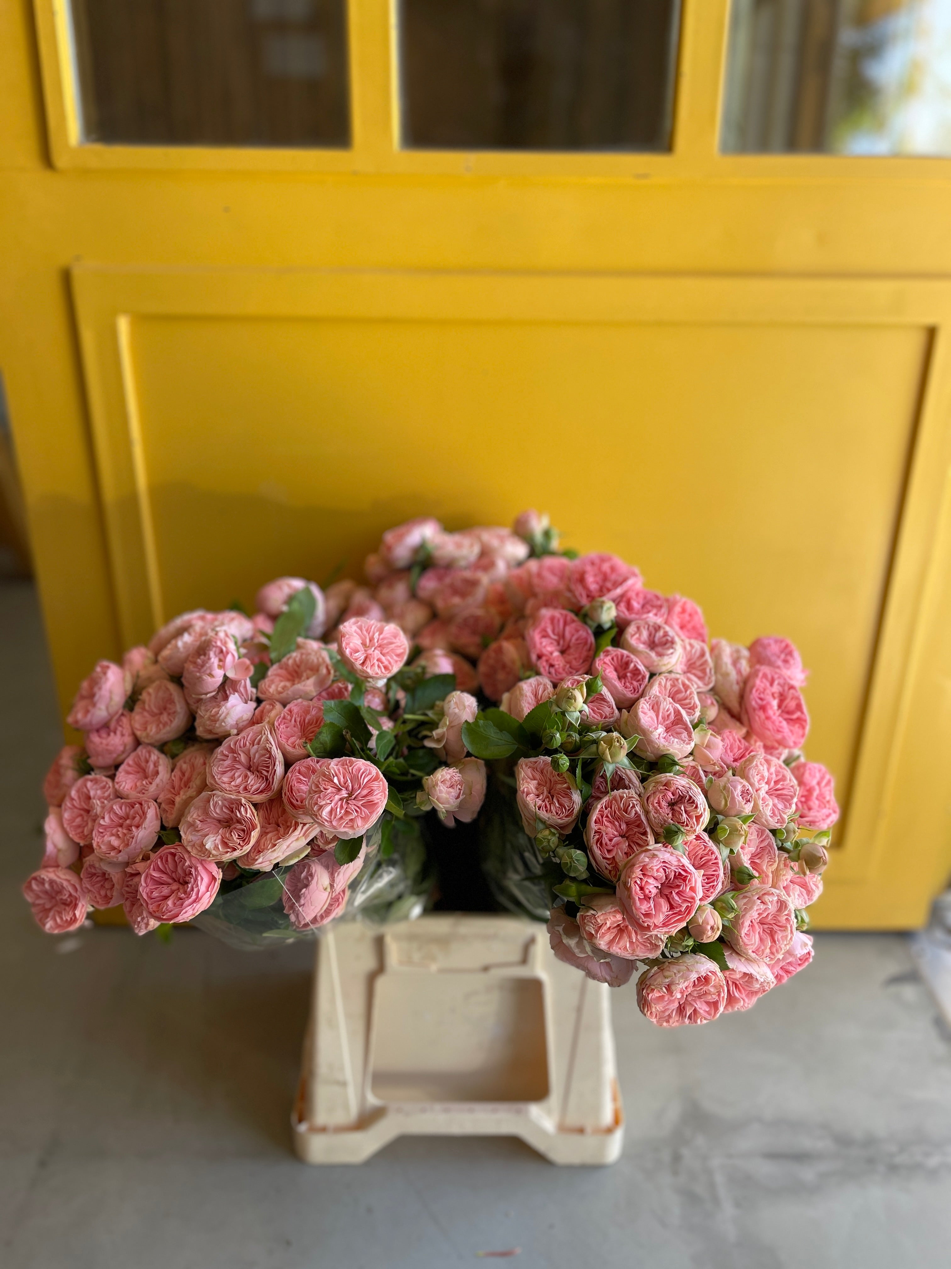 Garden Spray Rose Sandringham جاردن روز