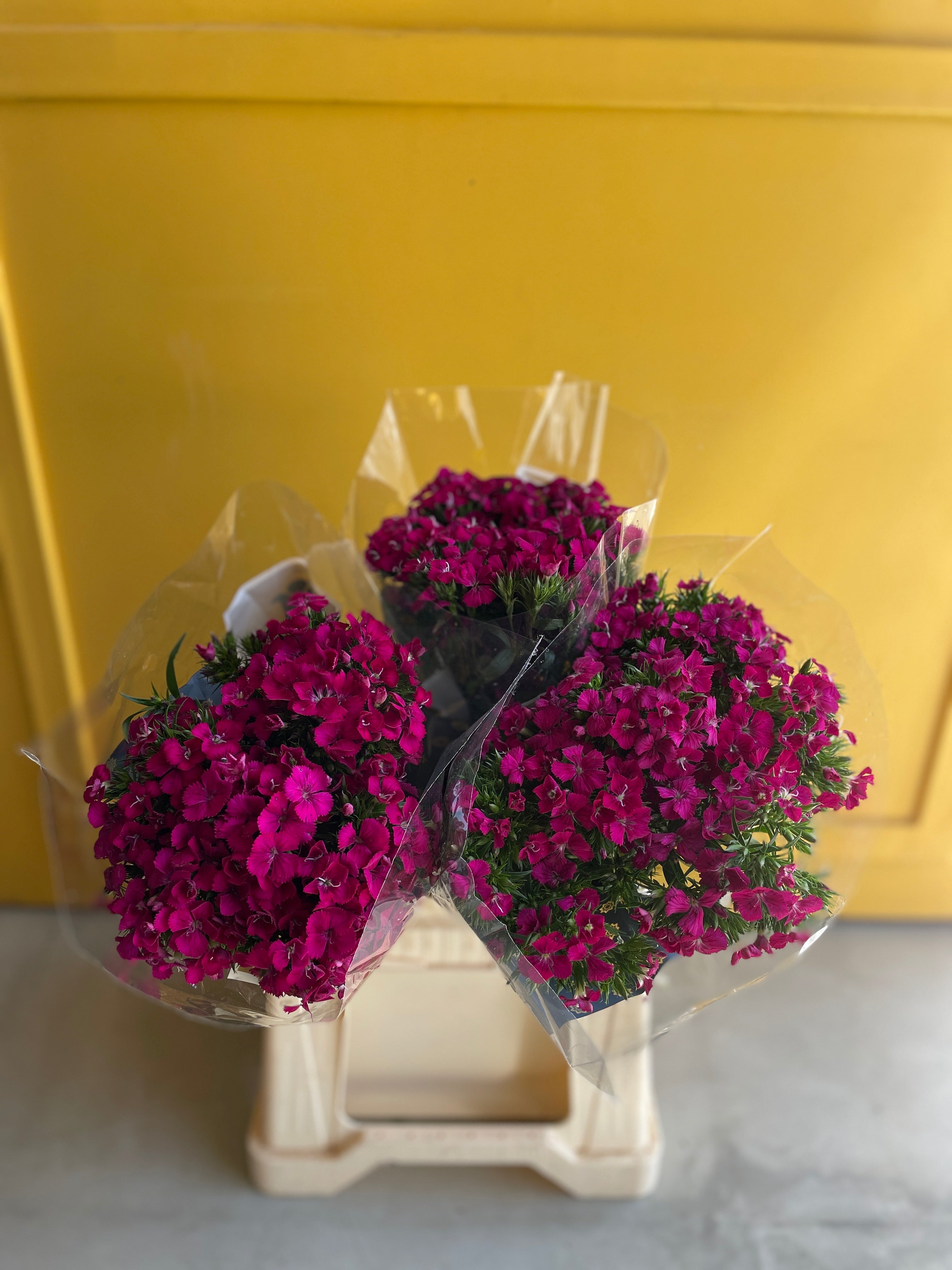 Dianthus Fuchsia KE Dianthus