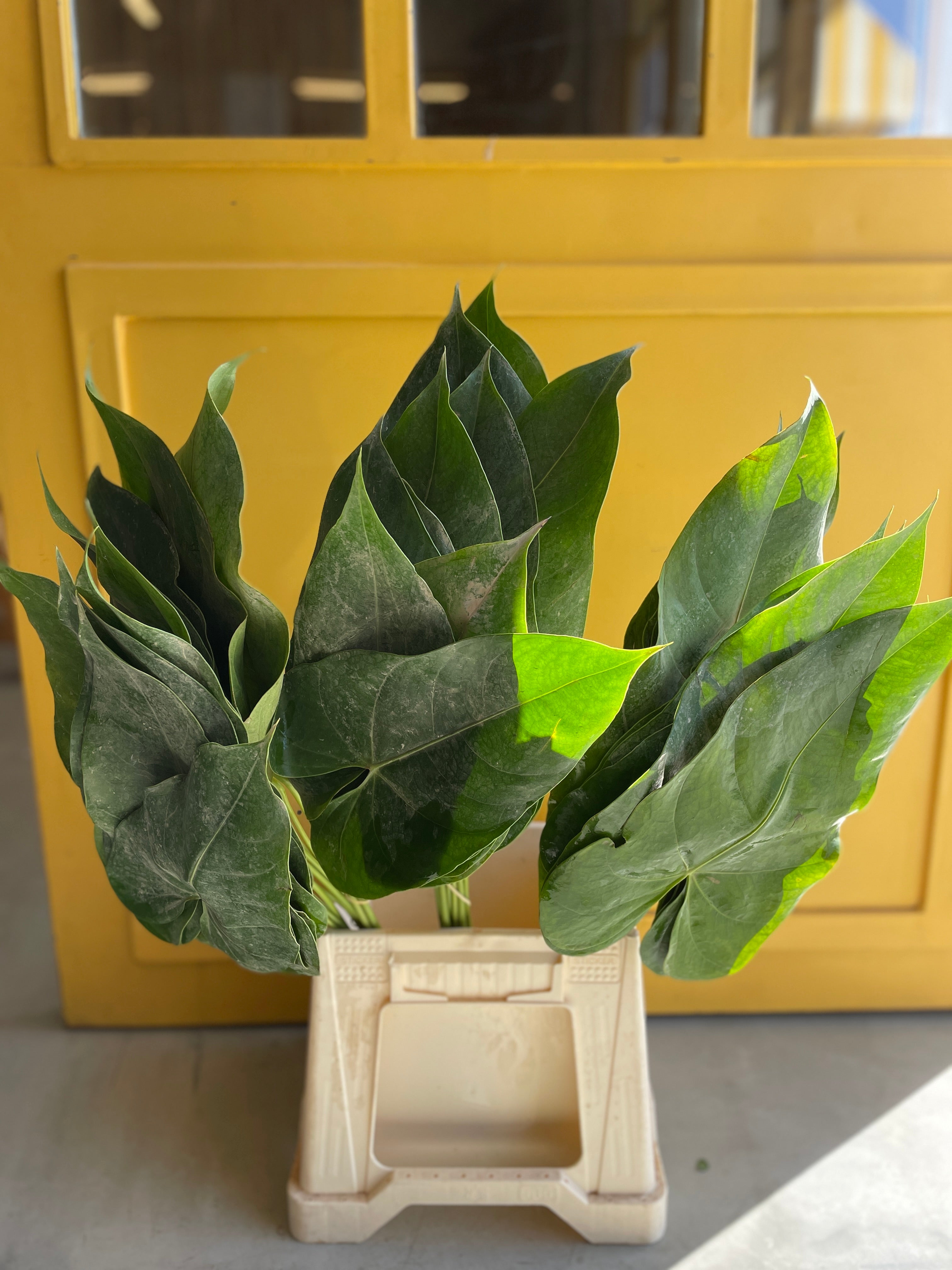 Anthurium Leaves ورق اخضر