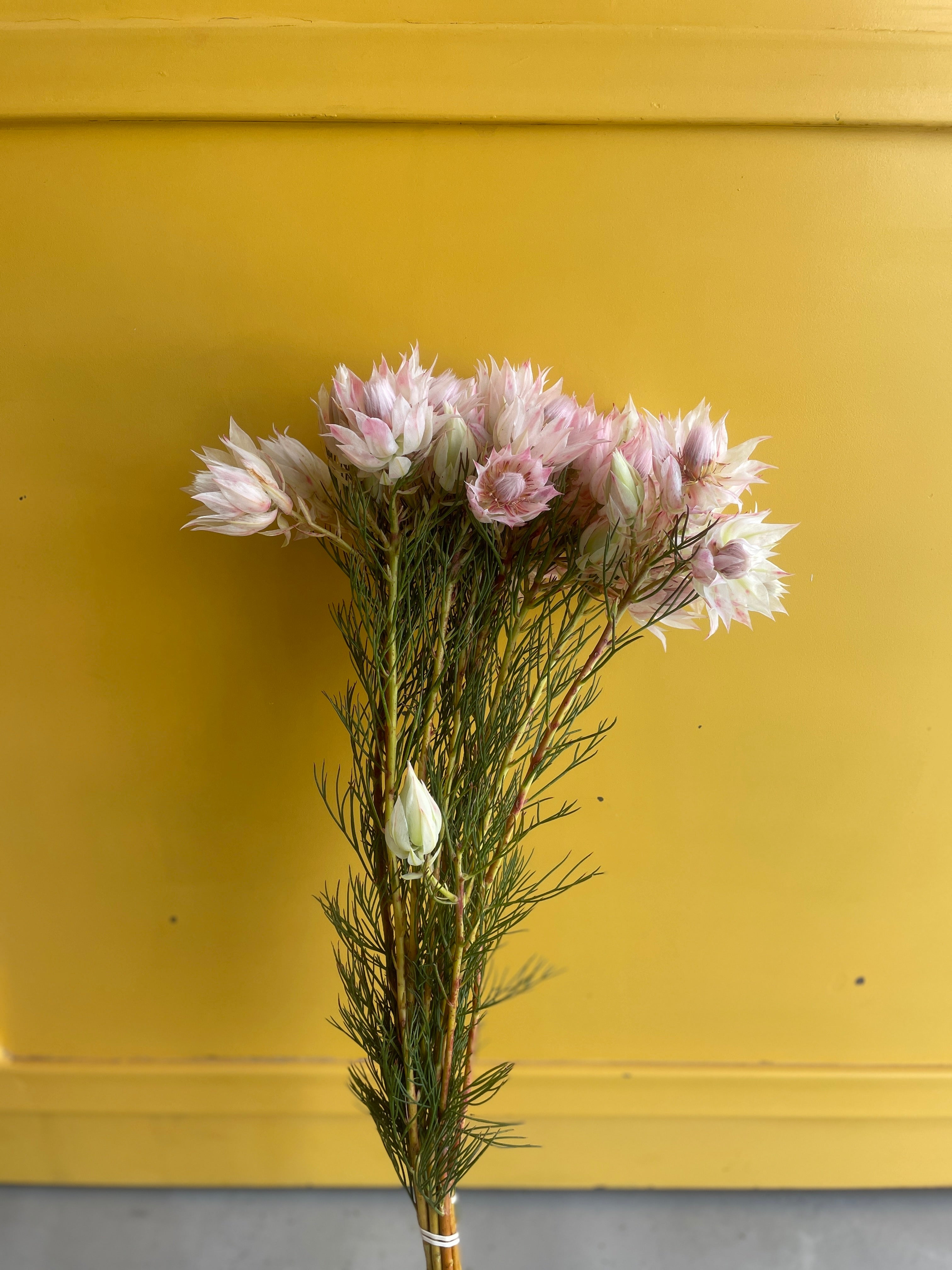 Blushing Bride White Pink Blushing Bride