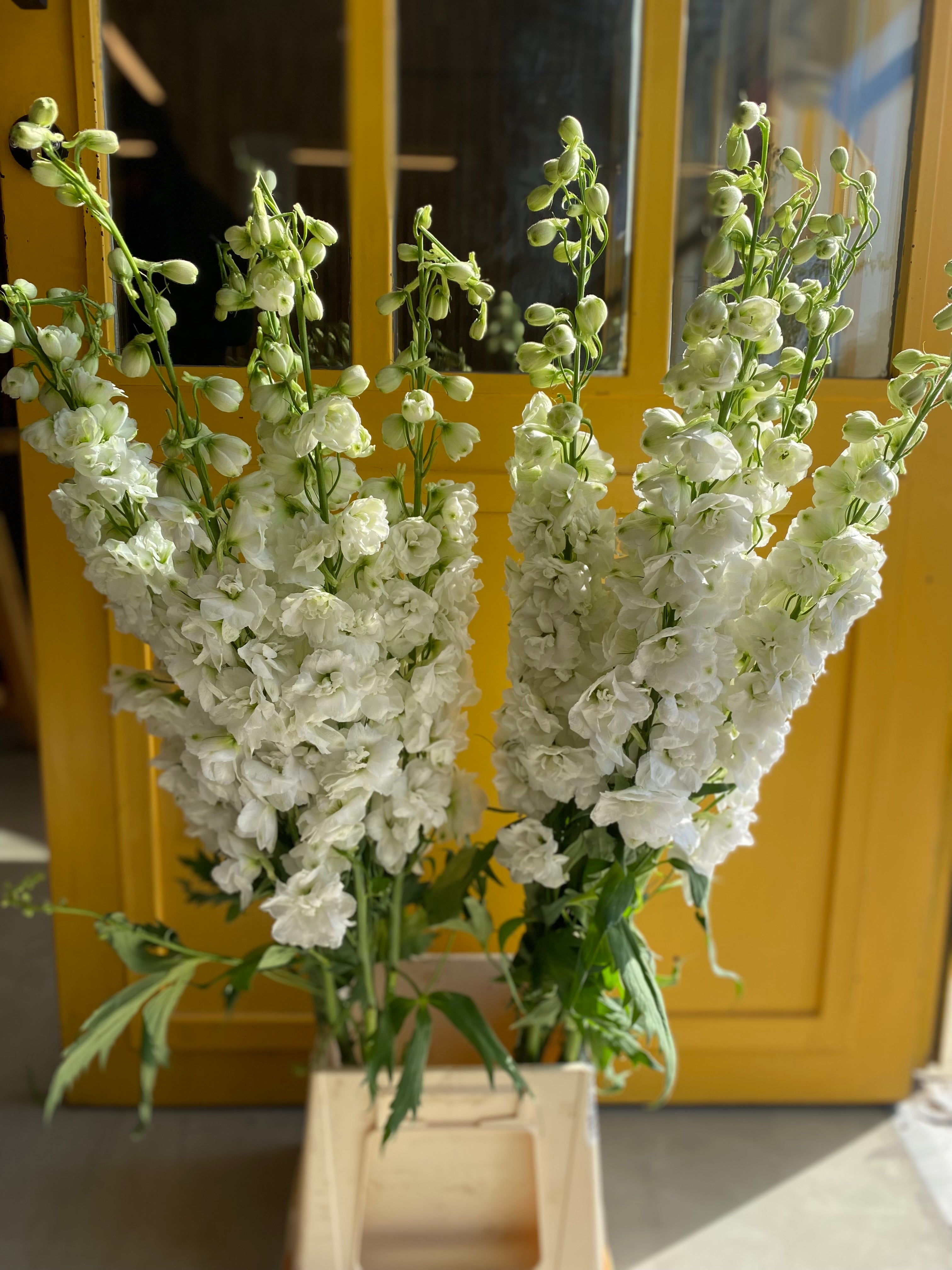 Delphinium White KE دلفينيوم