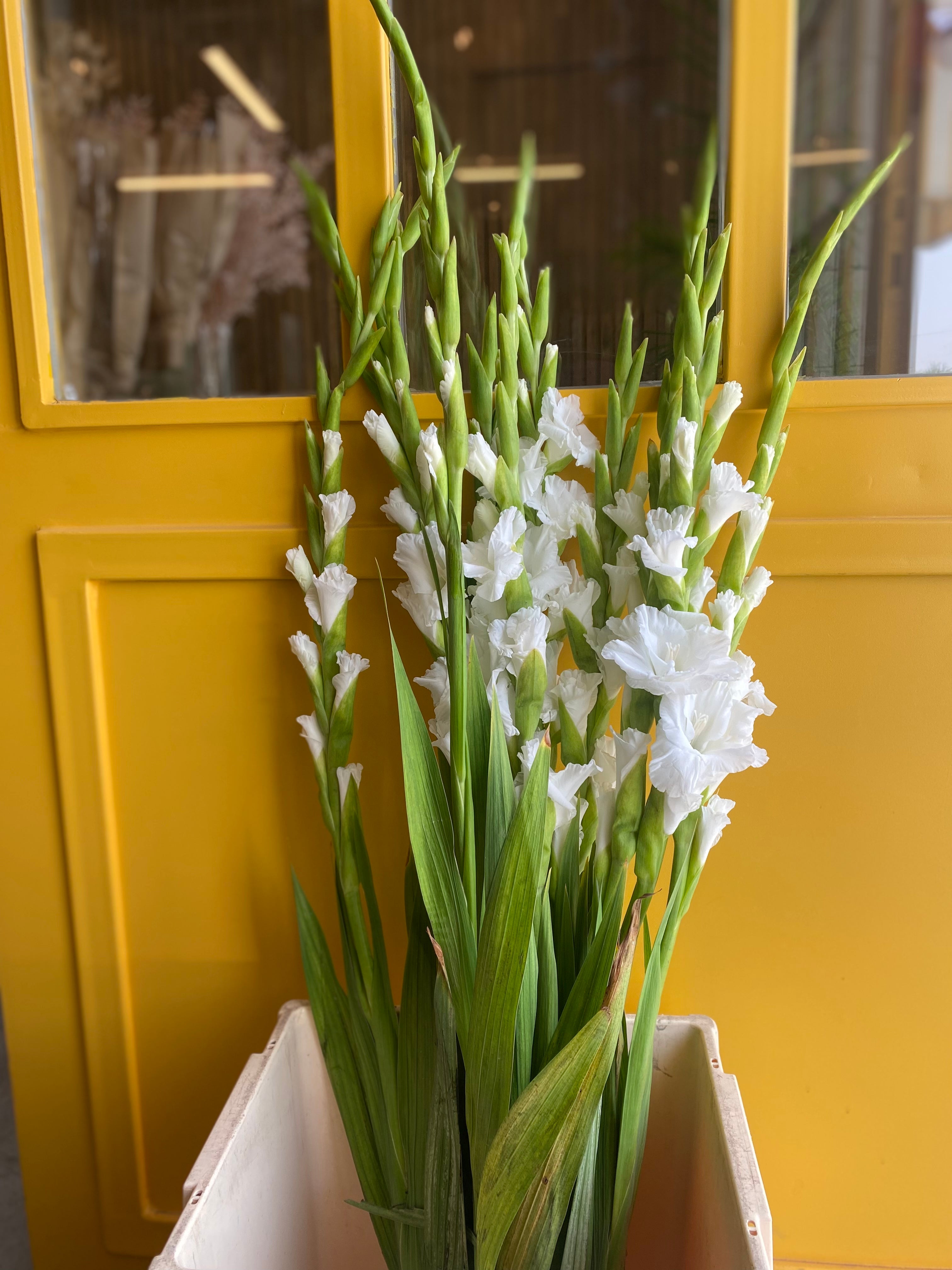 Gladiolus White جلاديوس