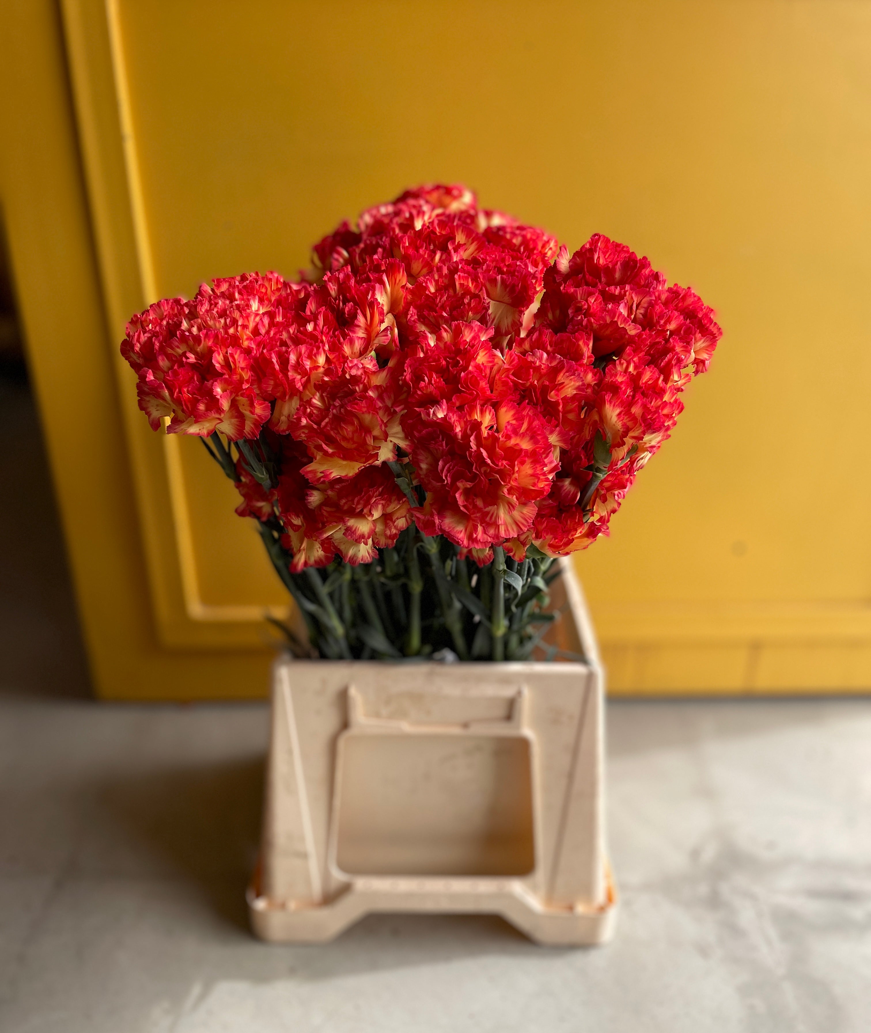 Carnation Orange EG