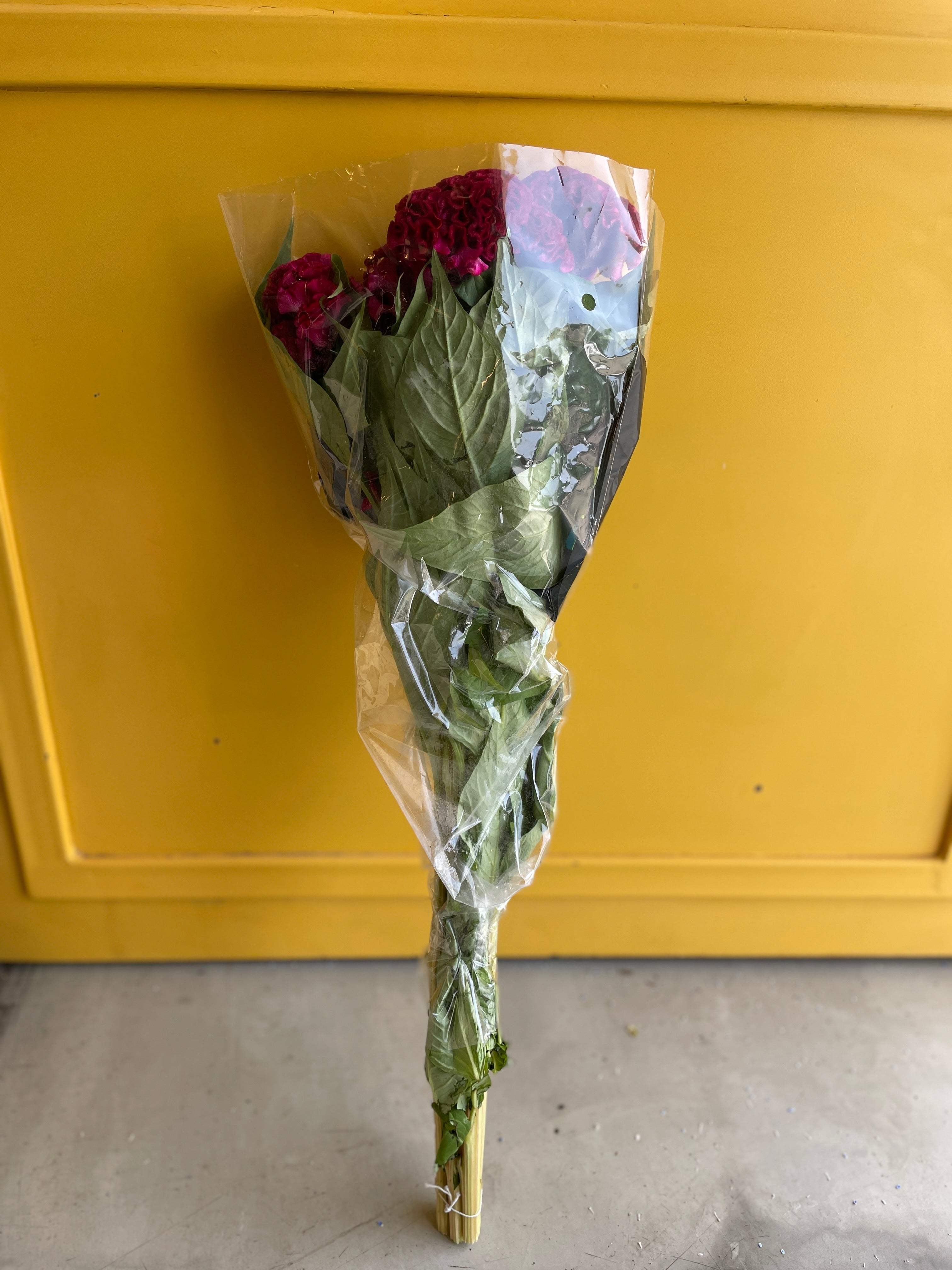 Celosia Red سيلوزيا