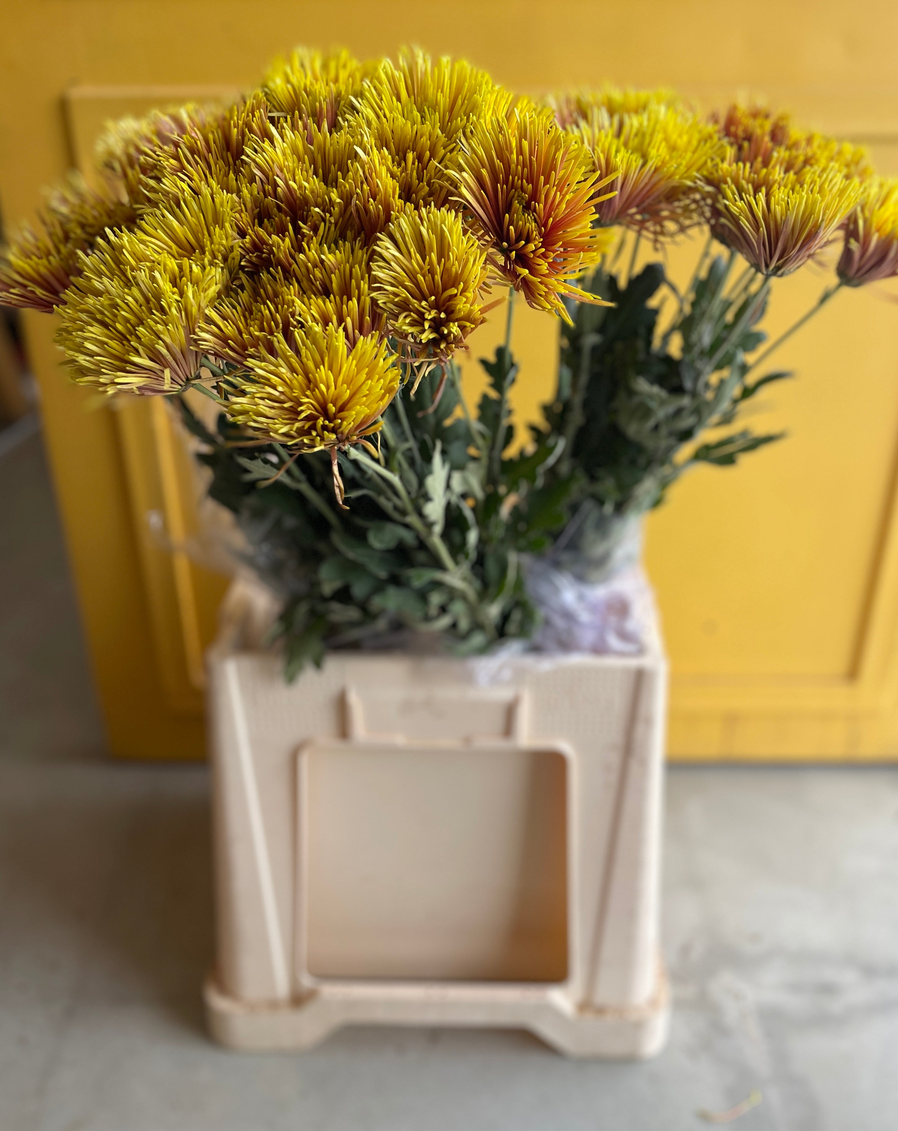 Chrysanthemum Spider red EG