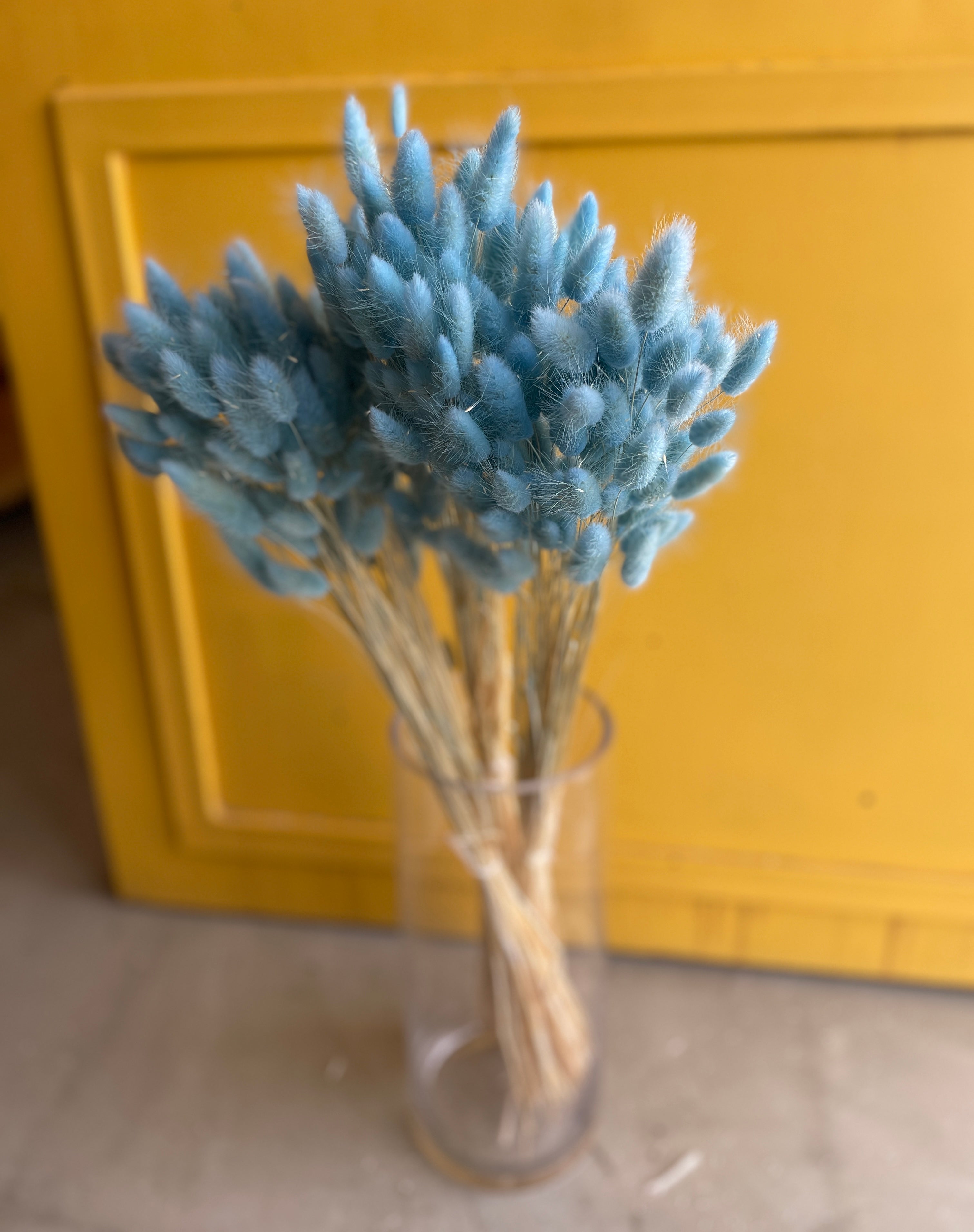 Phalaris Light Blue