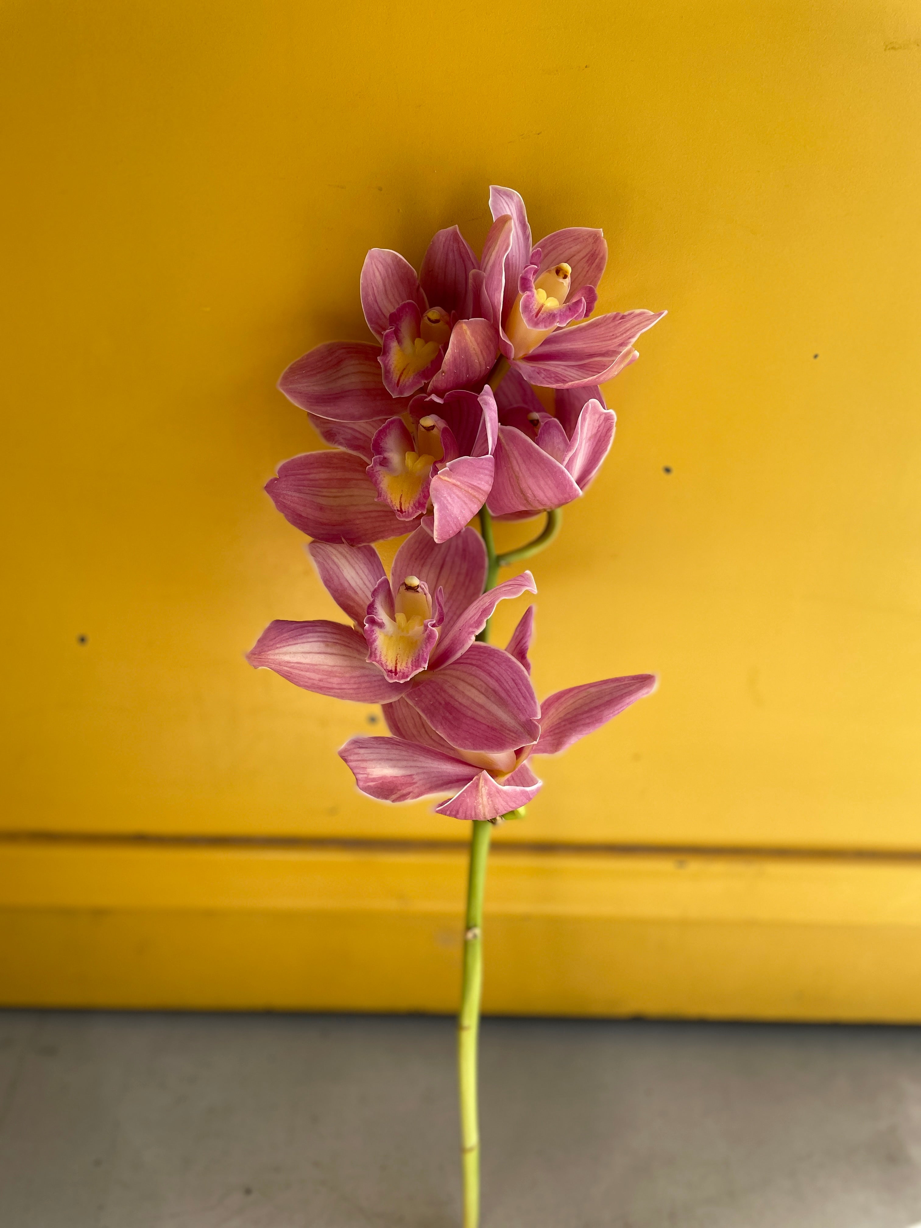 Cymbidium Pink