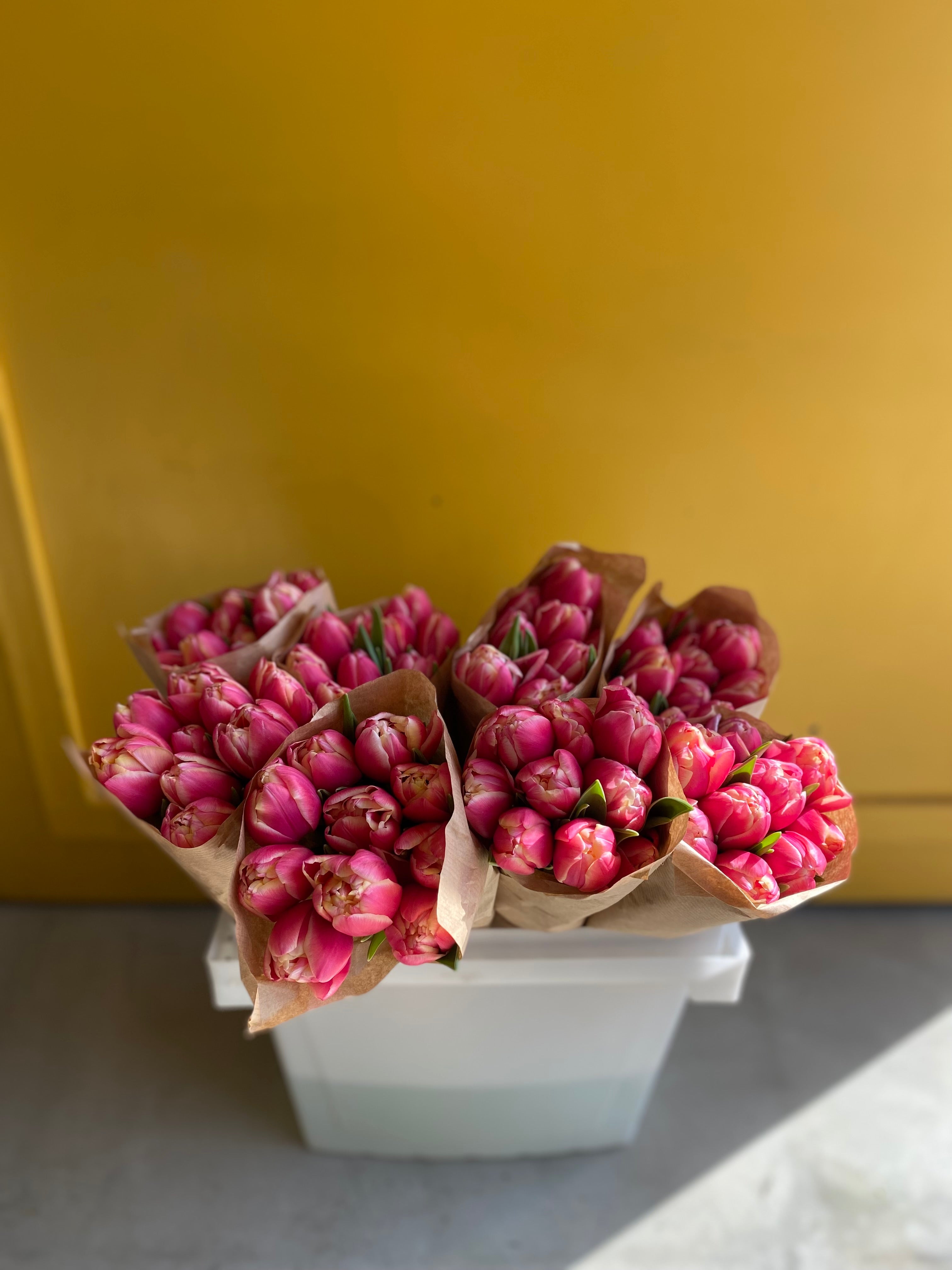 Tulip Double Red White توليب
