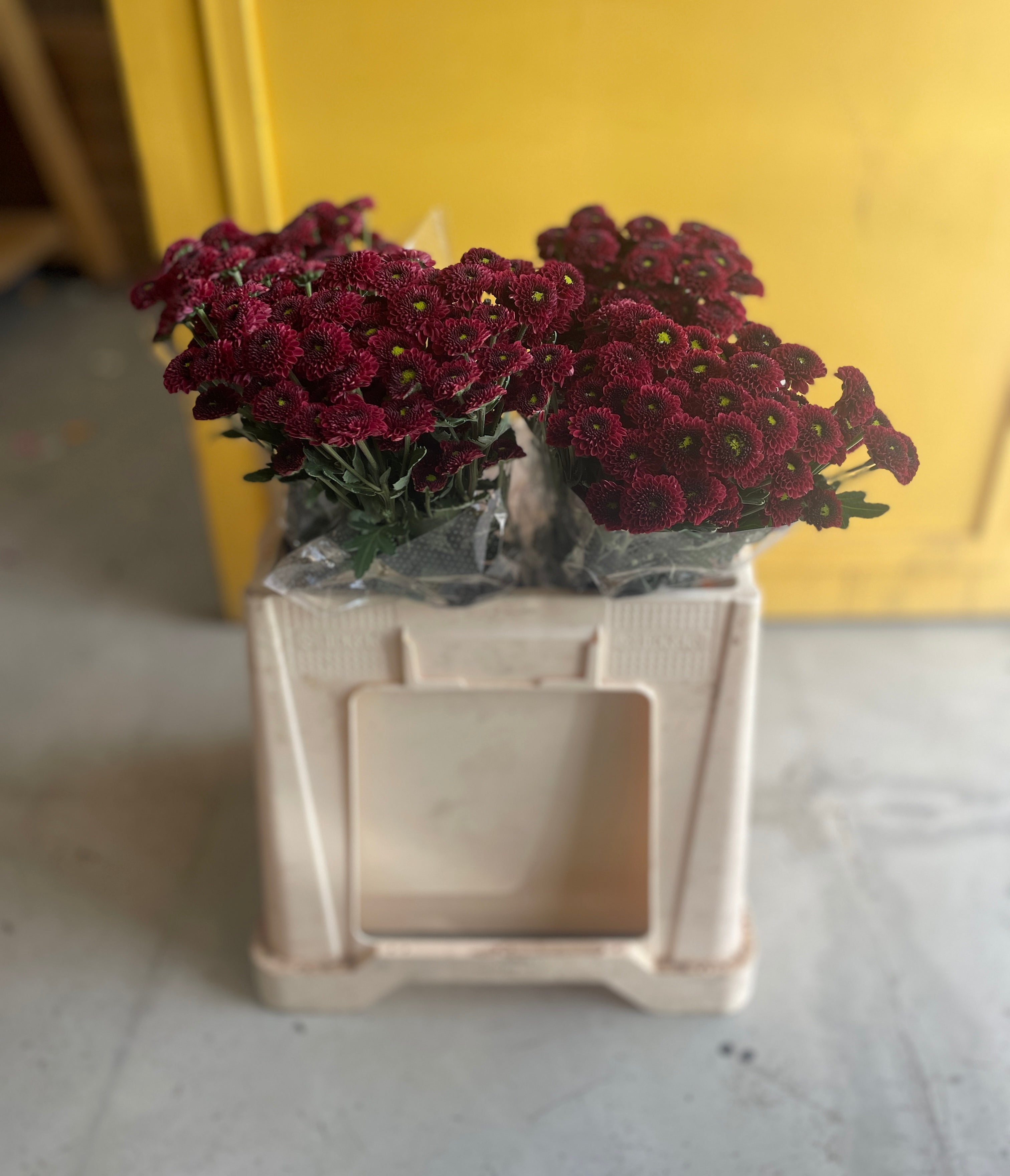 Chrysanthemum Santini Light Red Ke