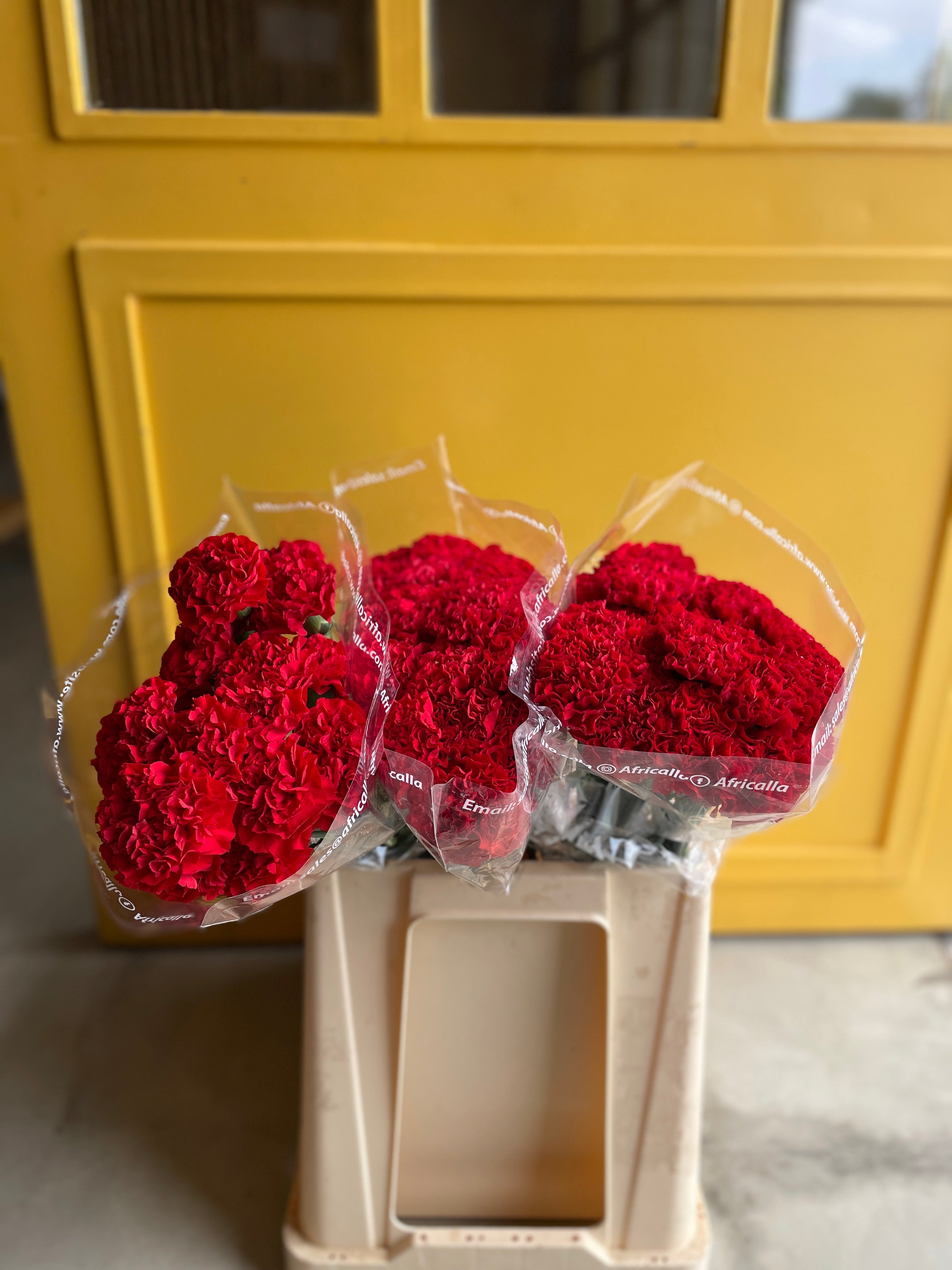 Carnation Red KE كارنيشن