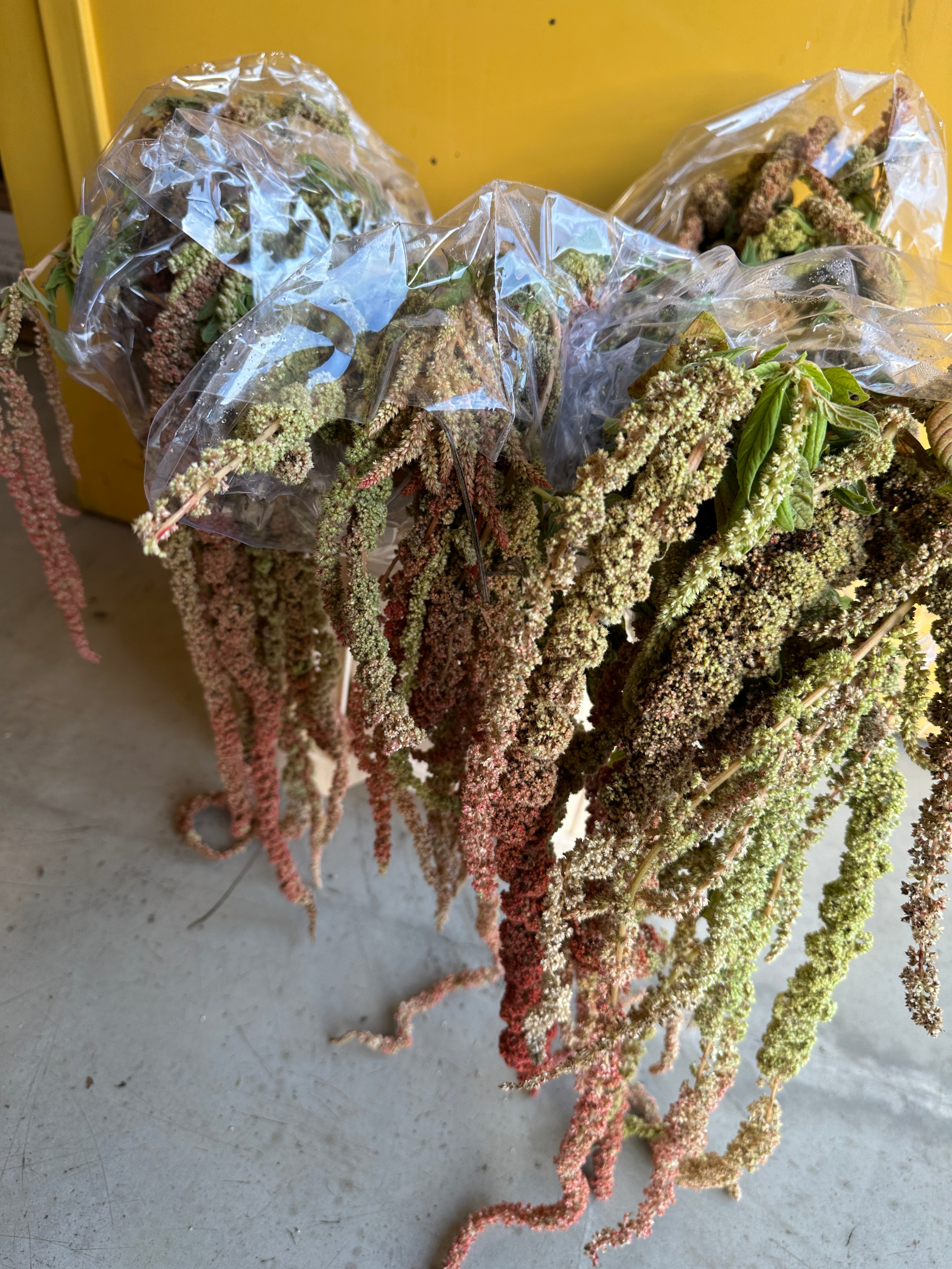 Amaranthus Orange Eg