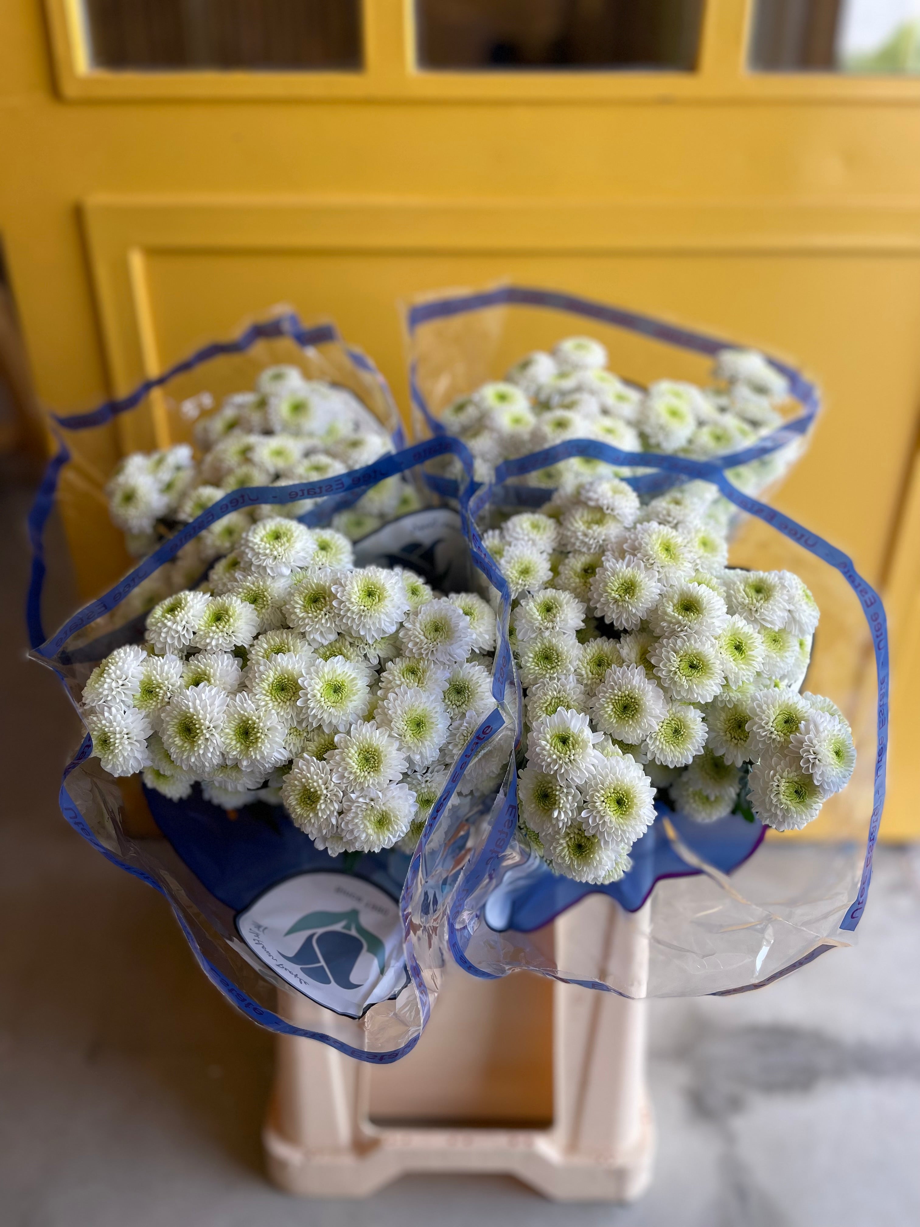 Chrysanthemum Santni White KE