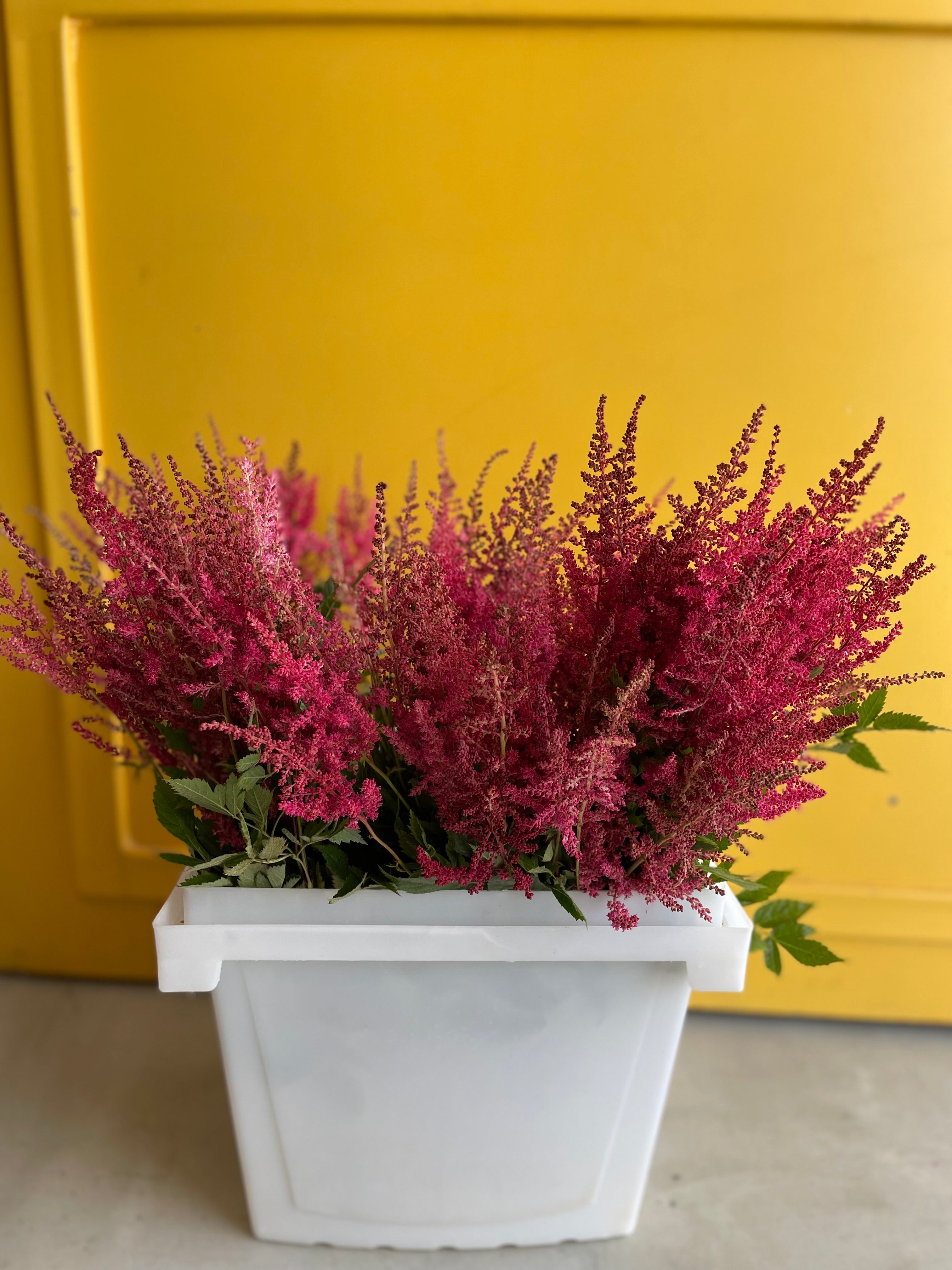 ASTILBE ELSE SCHLUC 45cm Red استلبي