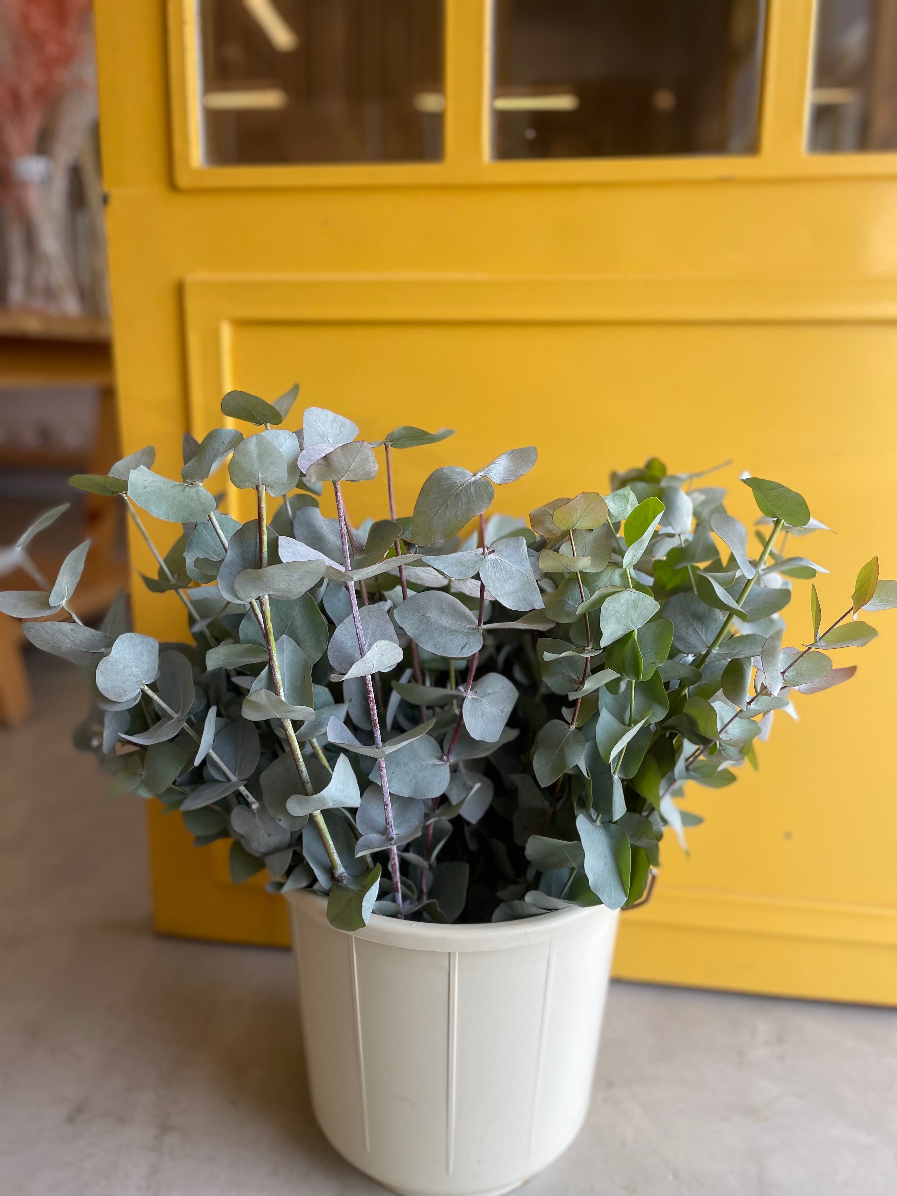 Eucalyptus Silver Dollar