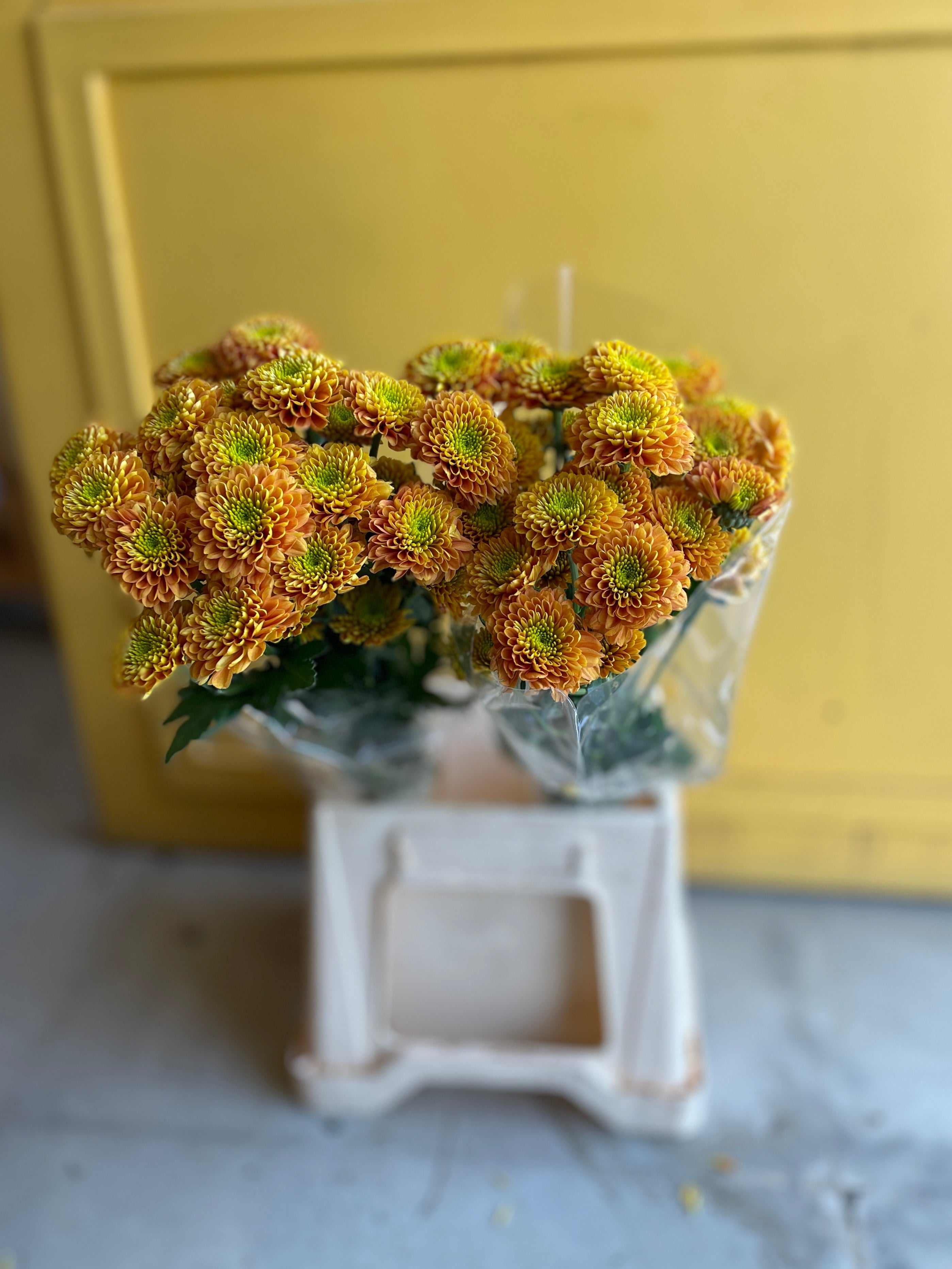 Molly orange green مولي