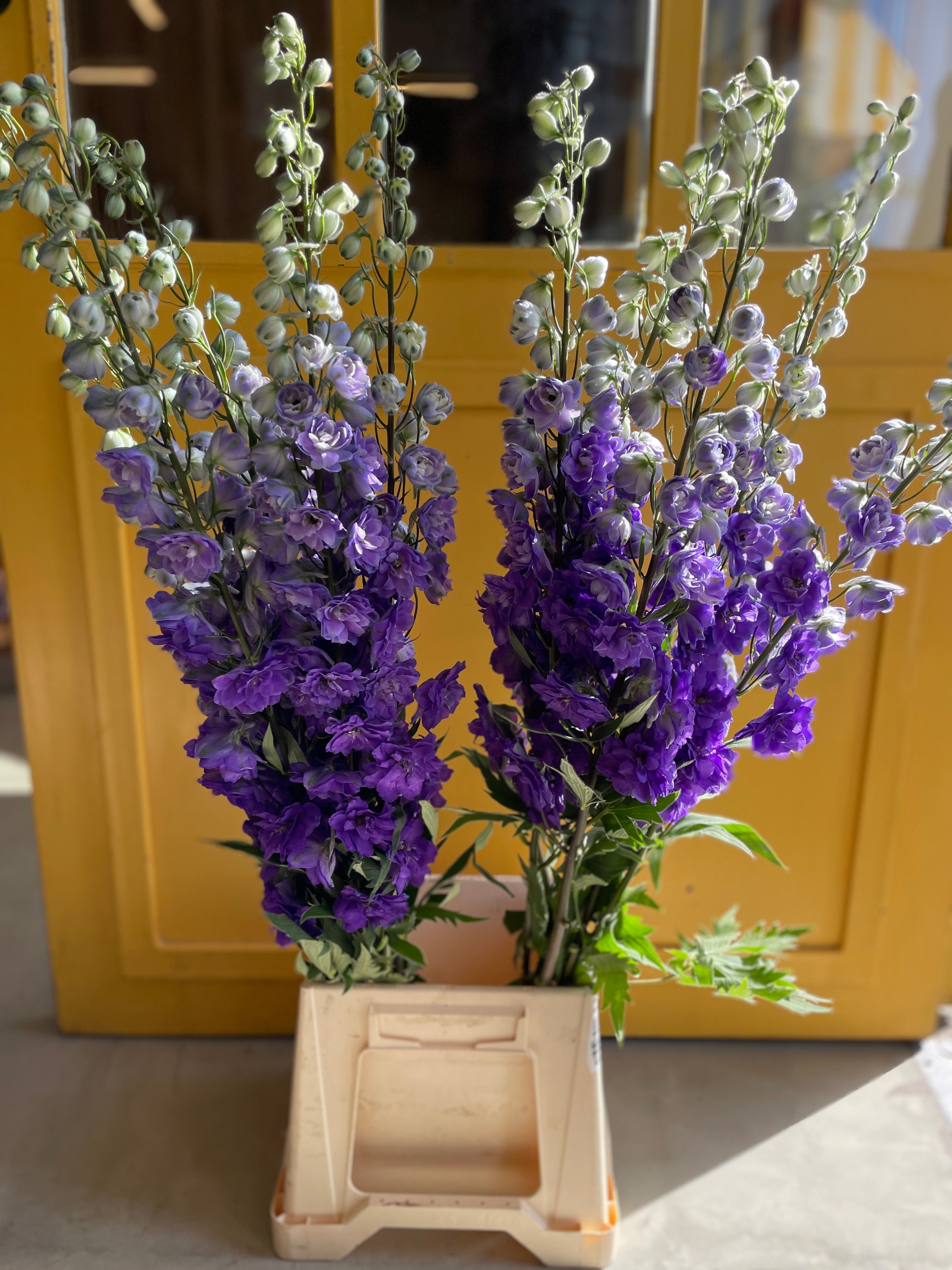 Delphinium Purple Heart KE دلفينيوم