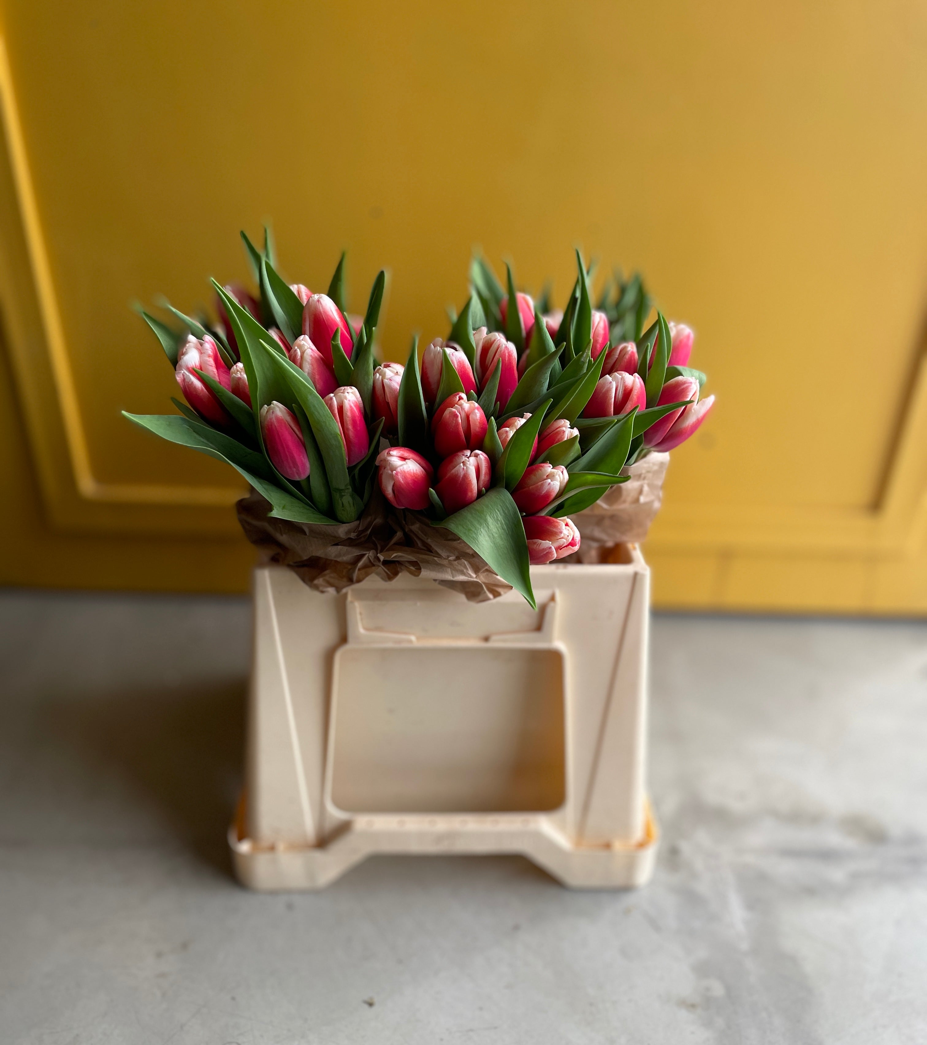 Tulip Endless