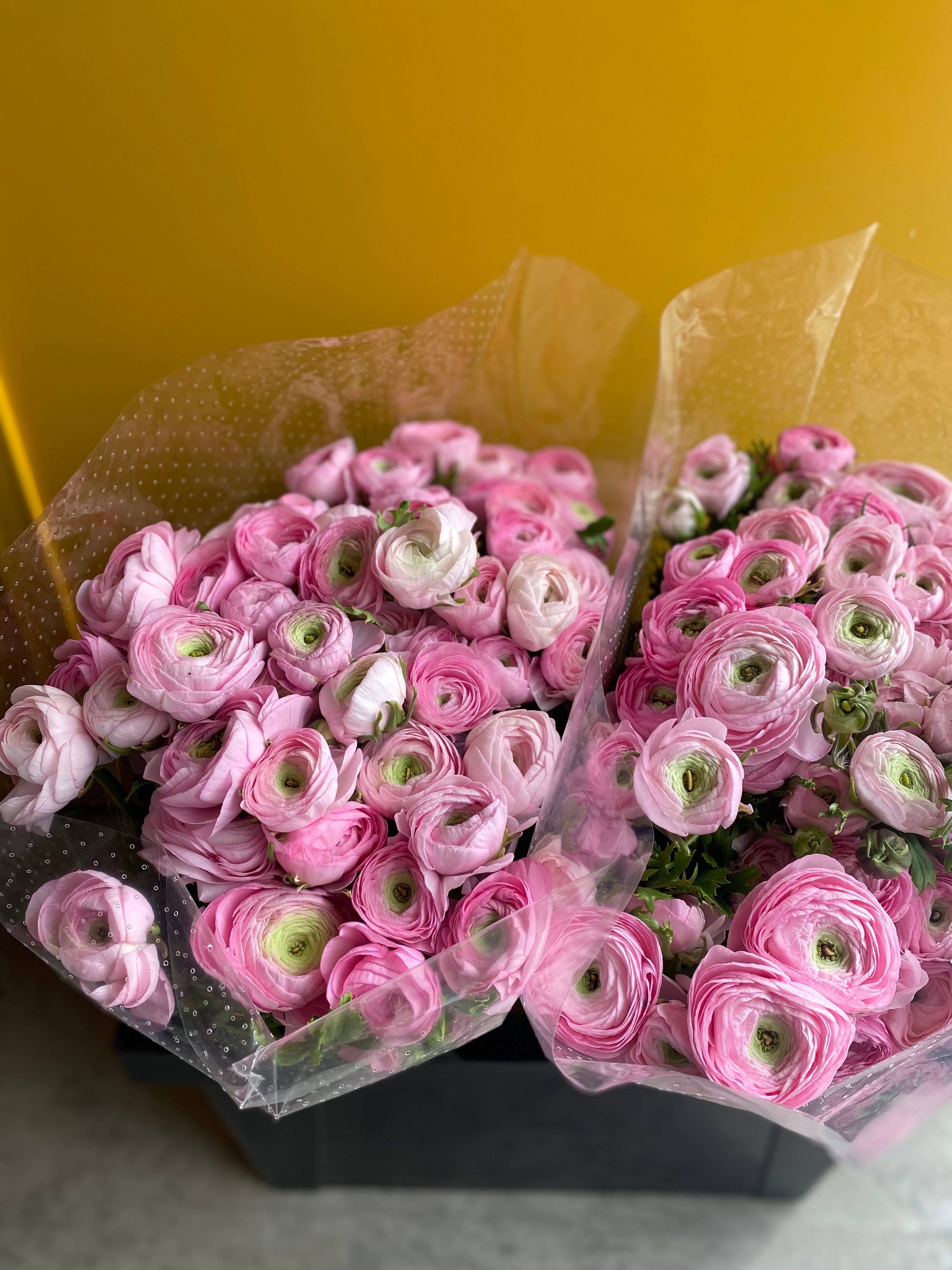 Ranunculus Elegance Pink Mini Holland ريننكلس