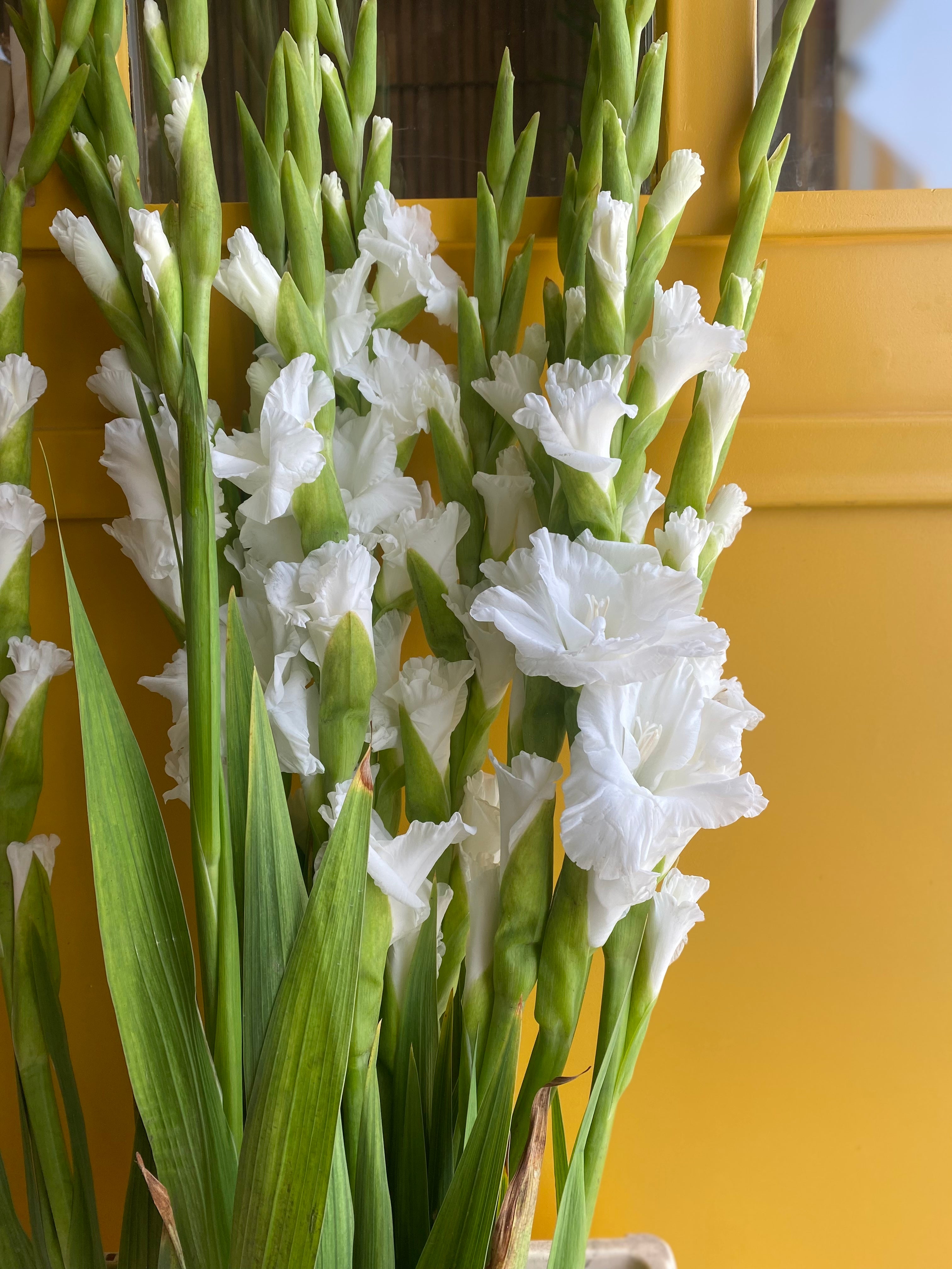 Gladiolus White جلاديوس