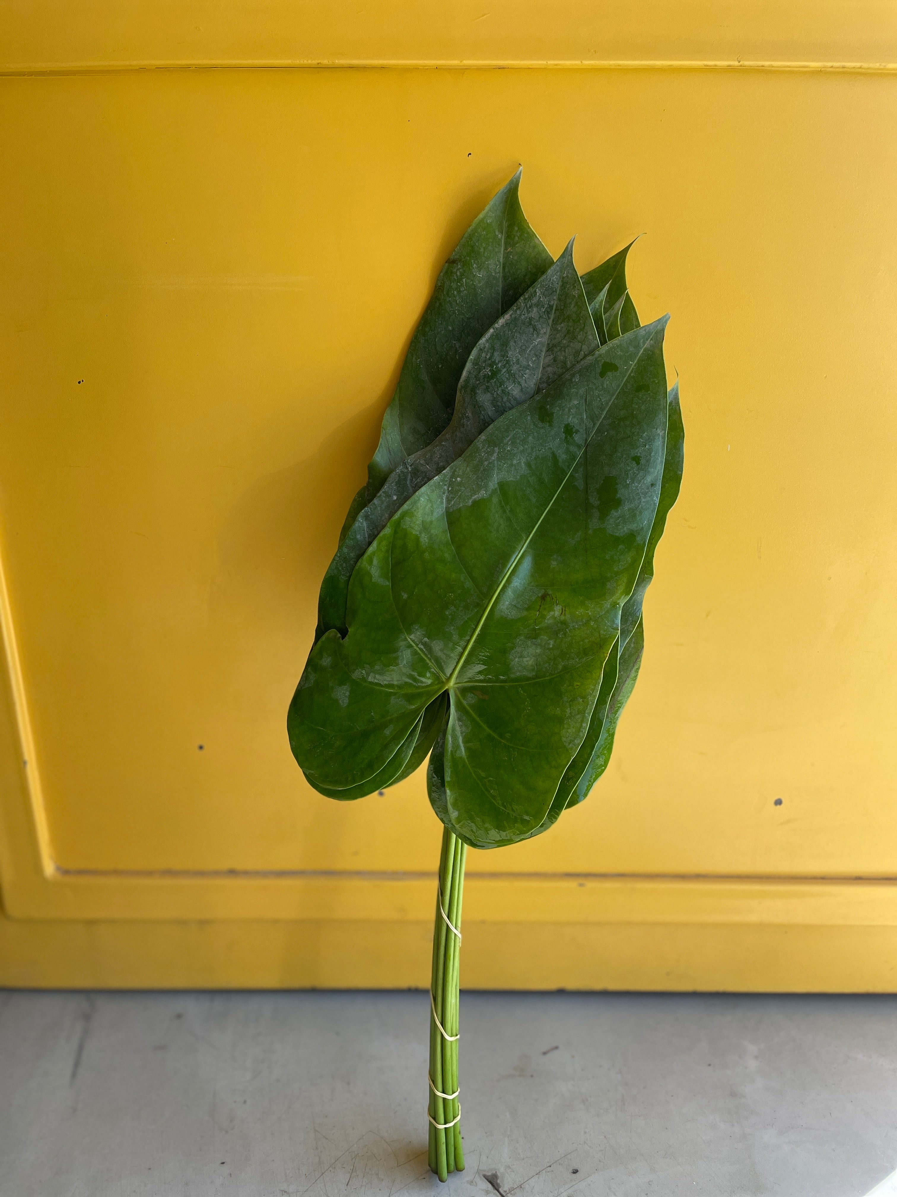 Anthurium Leaves ورق اخضر