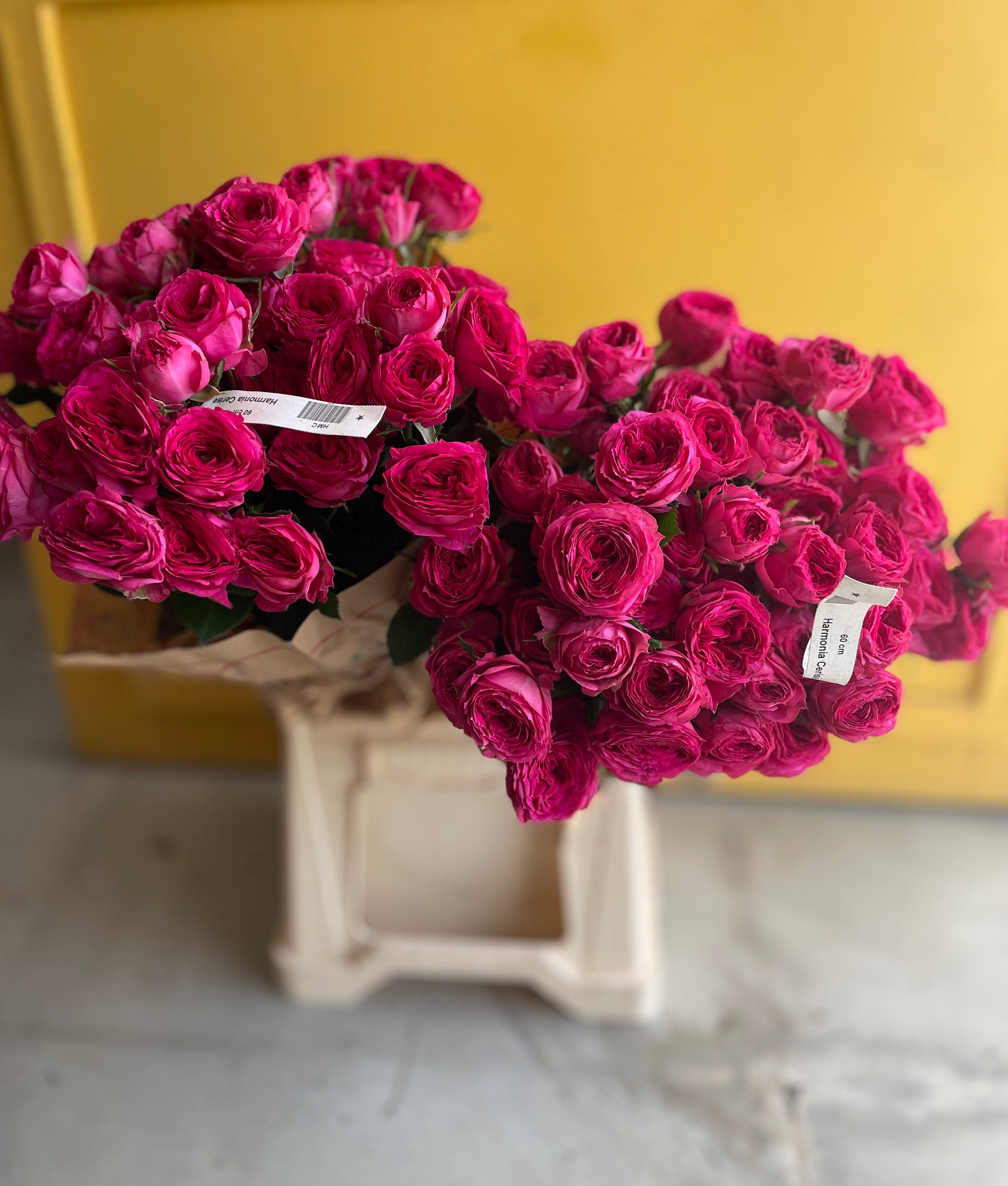 Garden Spray Rose Harmonia Cerise جاردن